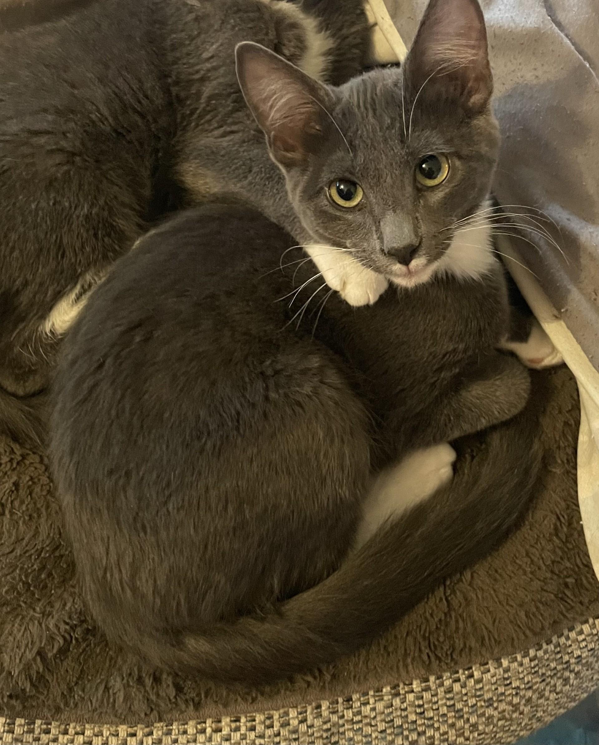 Laddie (& Snowball), a Adoptable Domestic Short Hair in Puyallup, WA image 5/6