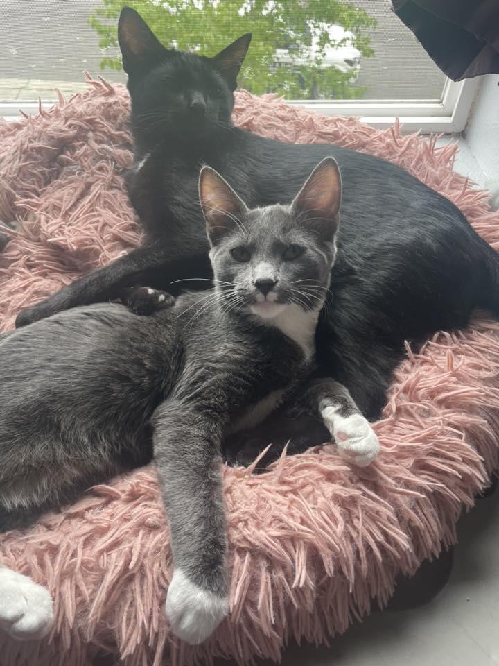 Laddie (& Snowball), a Adoptable Domestic Short Hair in Puyallup, WA image 2/6