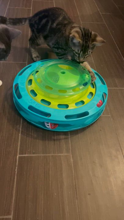 Enlarge Laddie (& Snowball), a Adoptable Domestic Short Hair in Puyallup, WA video 6/6