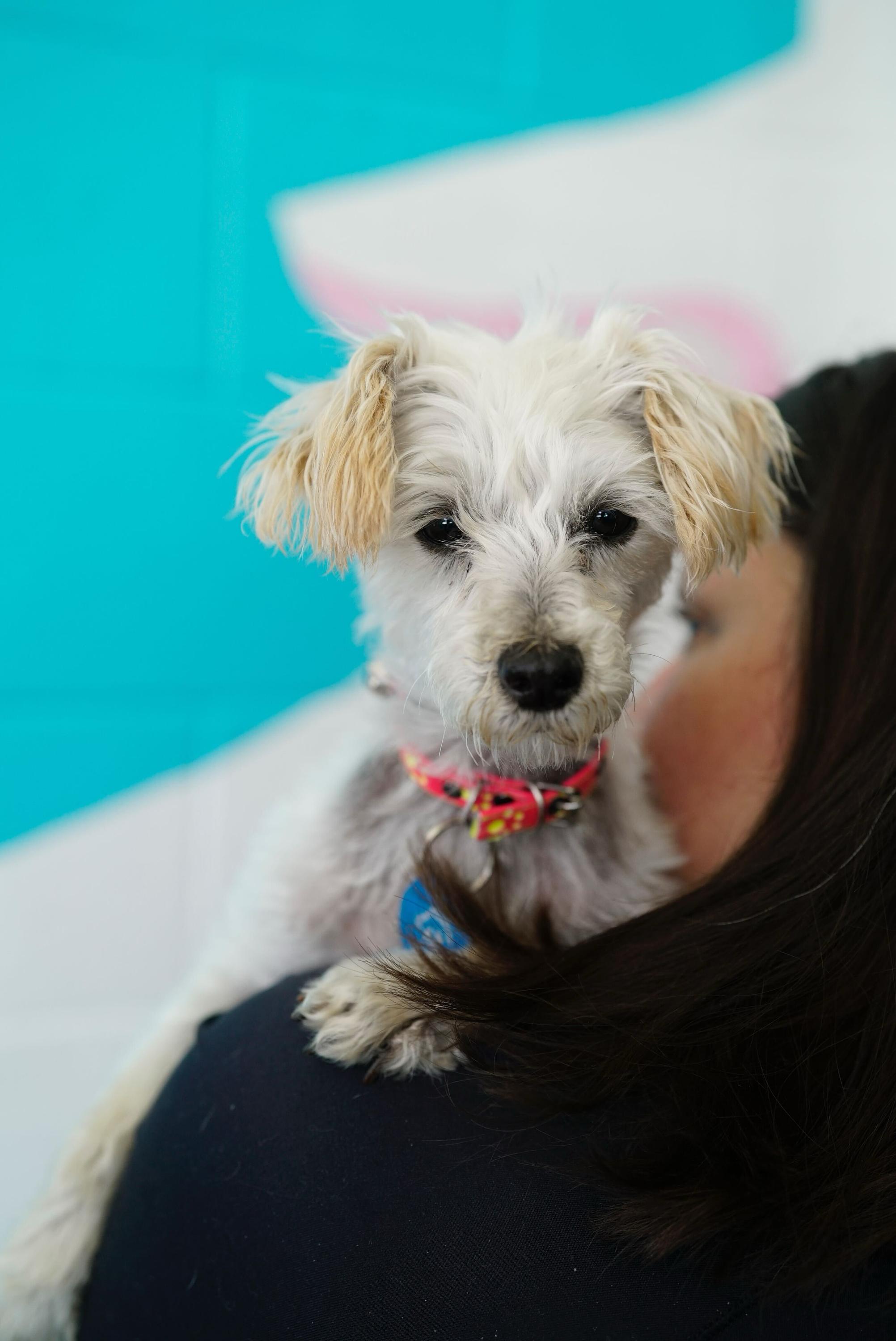 Enlarge Molly, a ADOPTABLE mixed breed in Pasadena, CA image 3/6