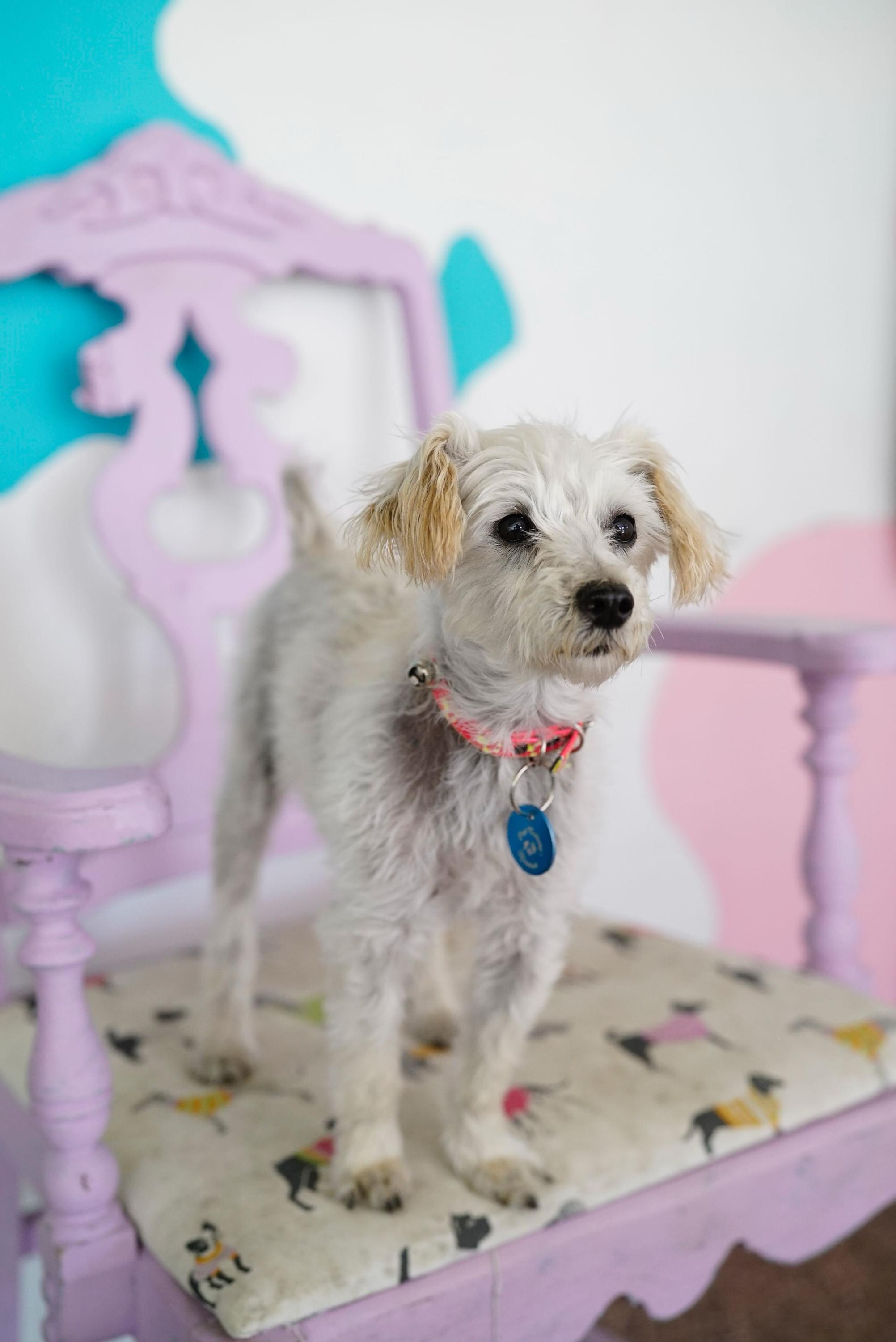 Enlarge Molly, a ADOPTABLE mixed breed in Pasadena, CA image 5/6