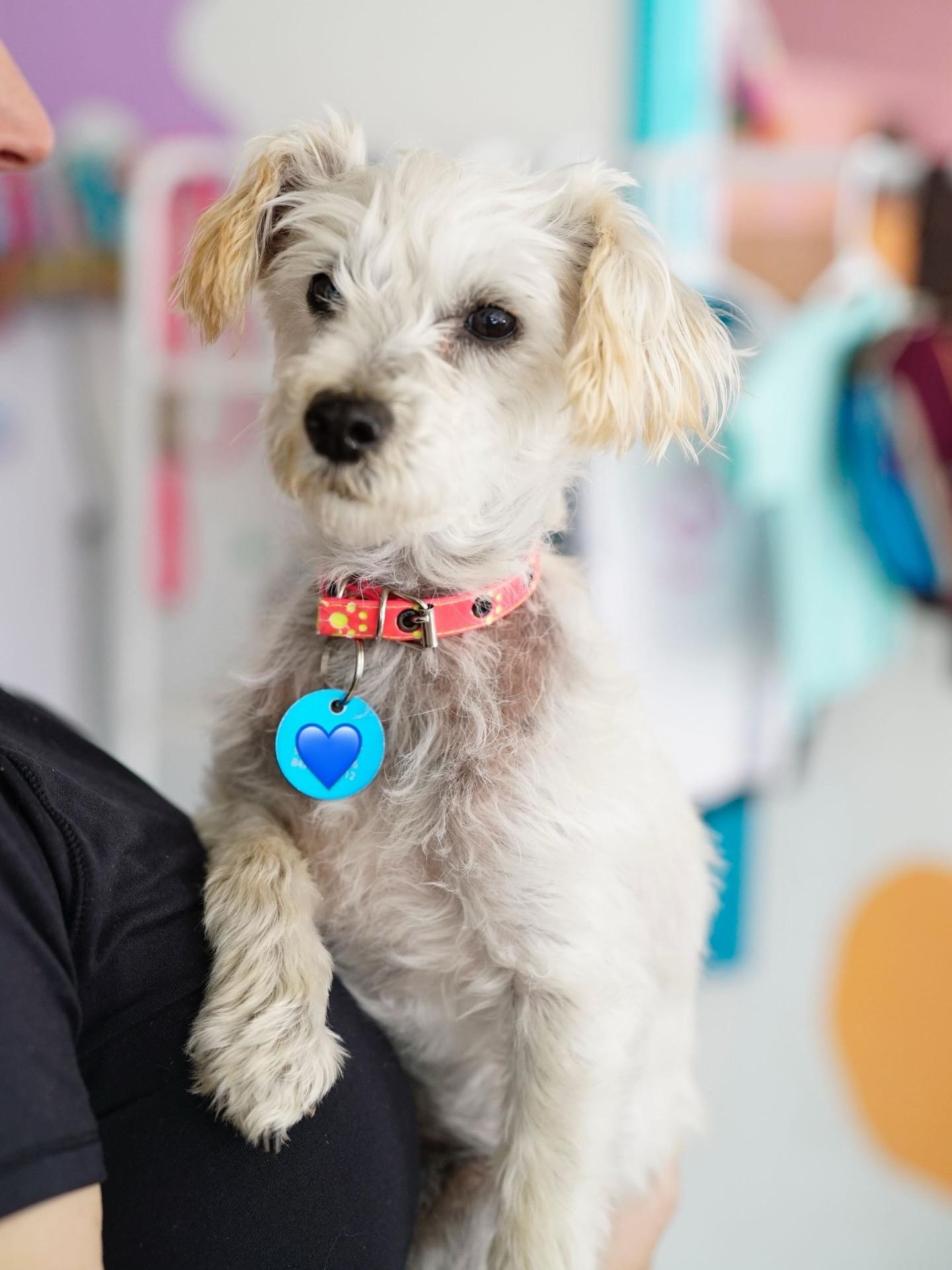 Enlarge Molly, a ADOPTABLE mixed breed in Pasadena, CA image 4/6
