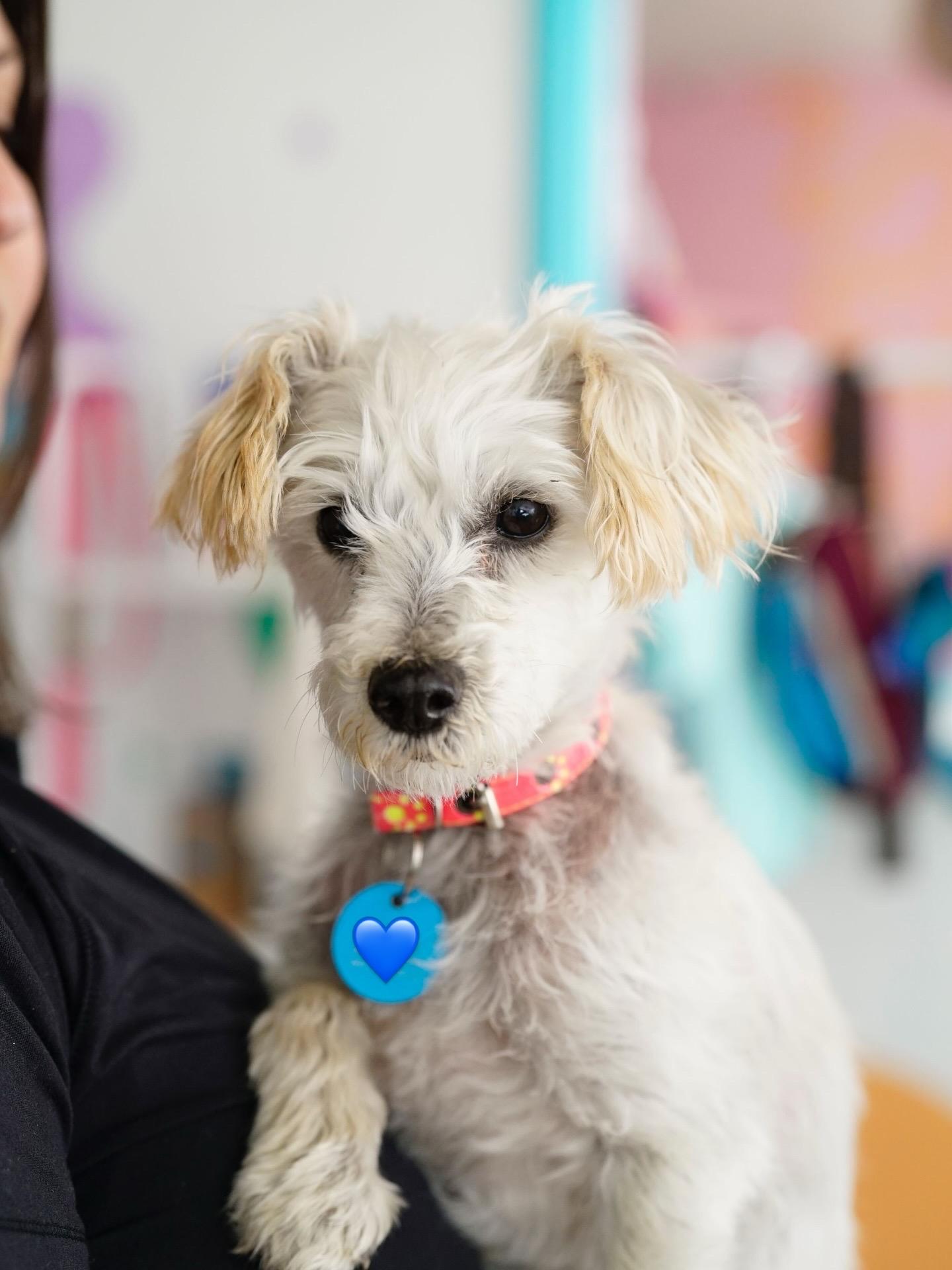 Molly, ADOPTABLE, Adult Female Maltese & Miniature Poodle.