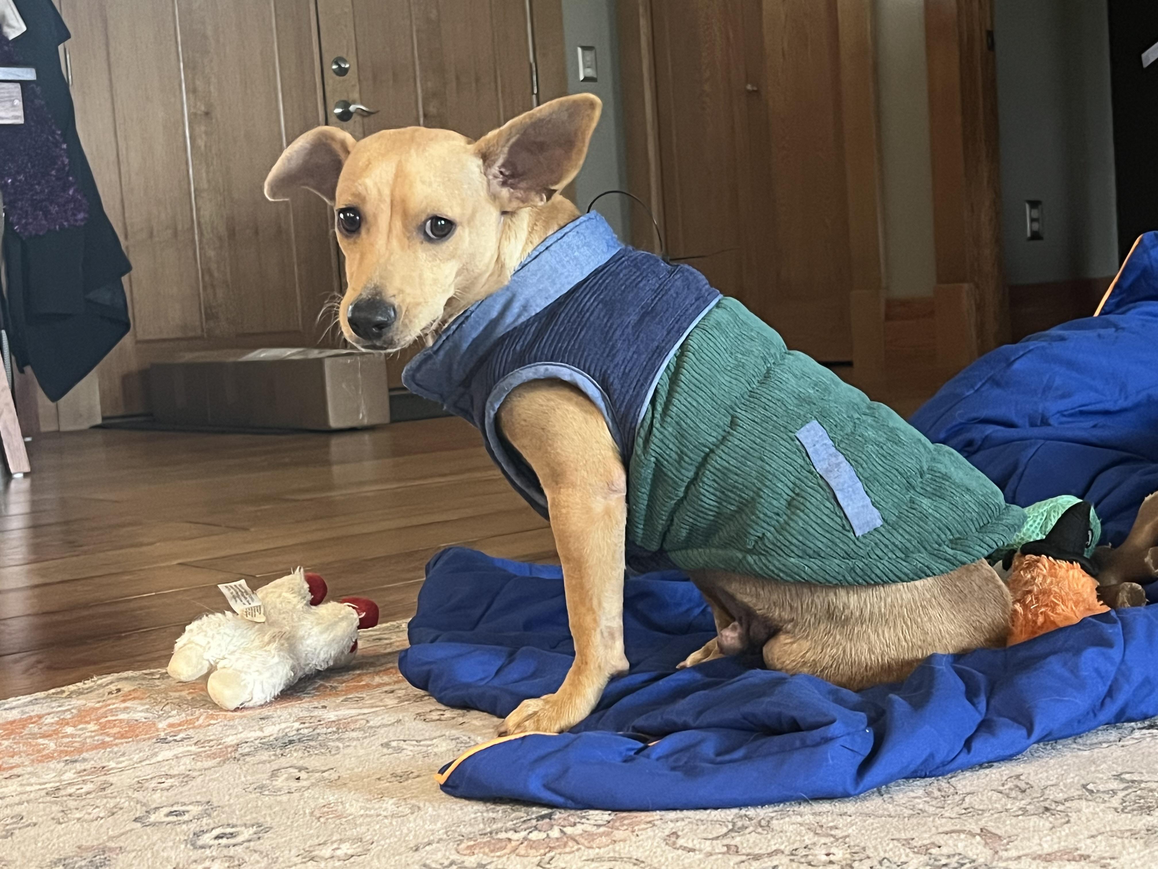Mateo, adopted, Adult Male Miniature Dachshund.