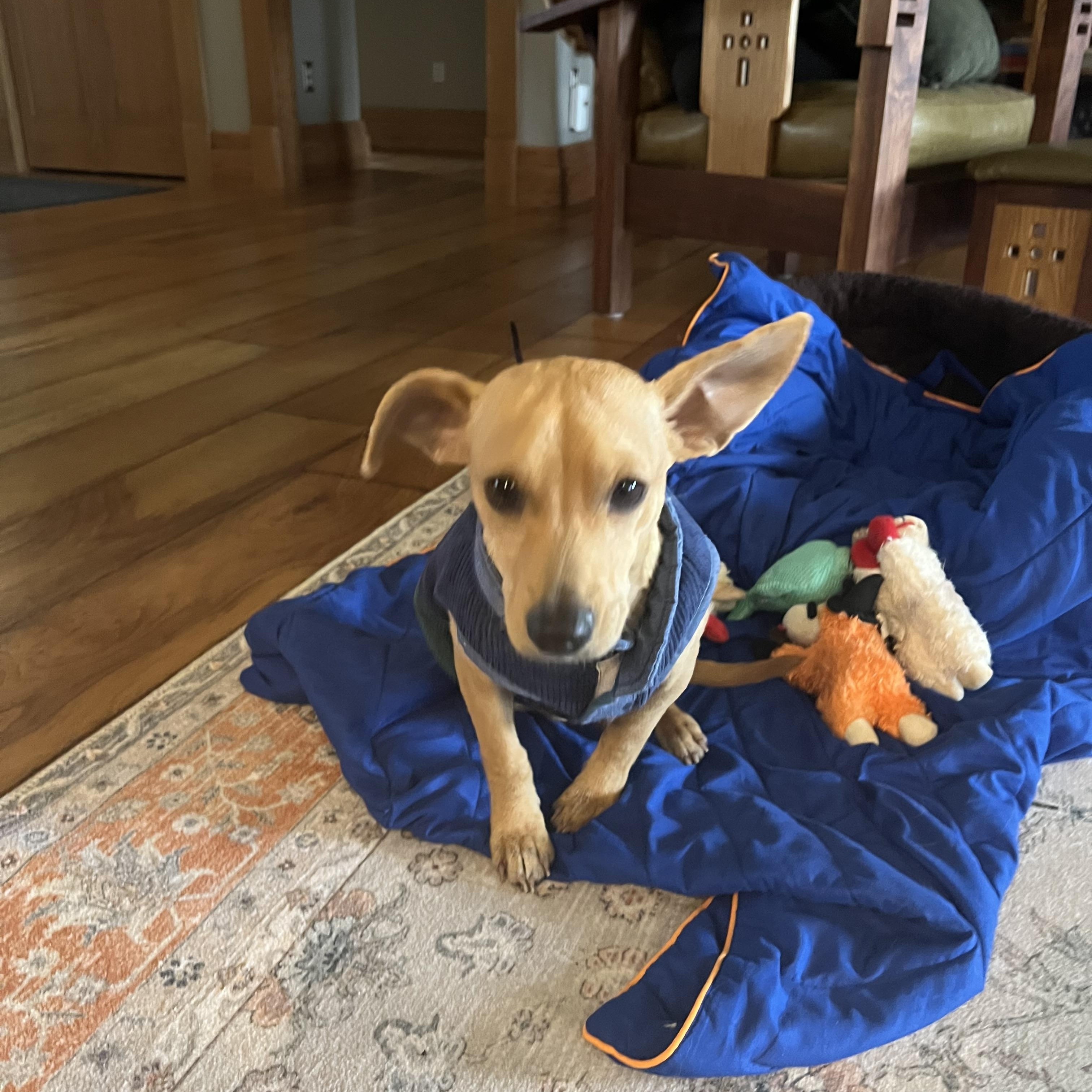Enlarge Mateo, an adopted mixed breed in Albion, NY image 3/4