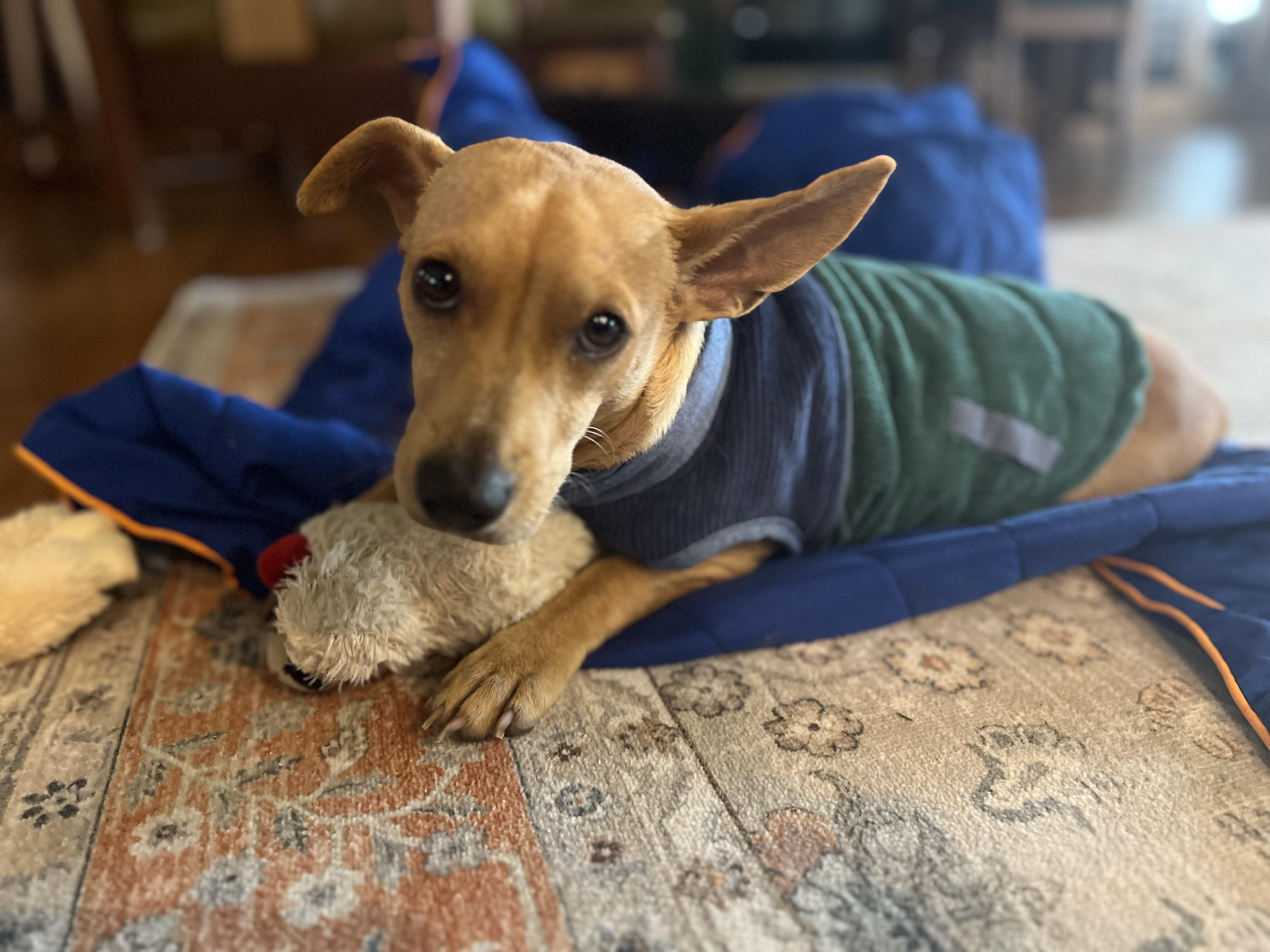 Enlarge Mateo, an adopted mixed breed in Albion, NY image 2/4