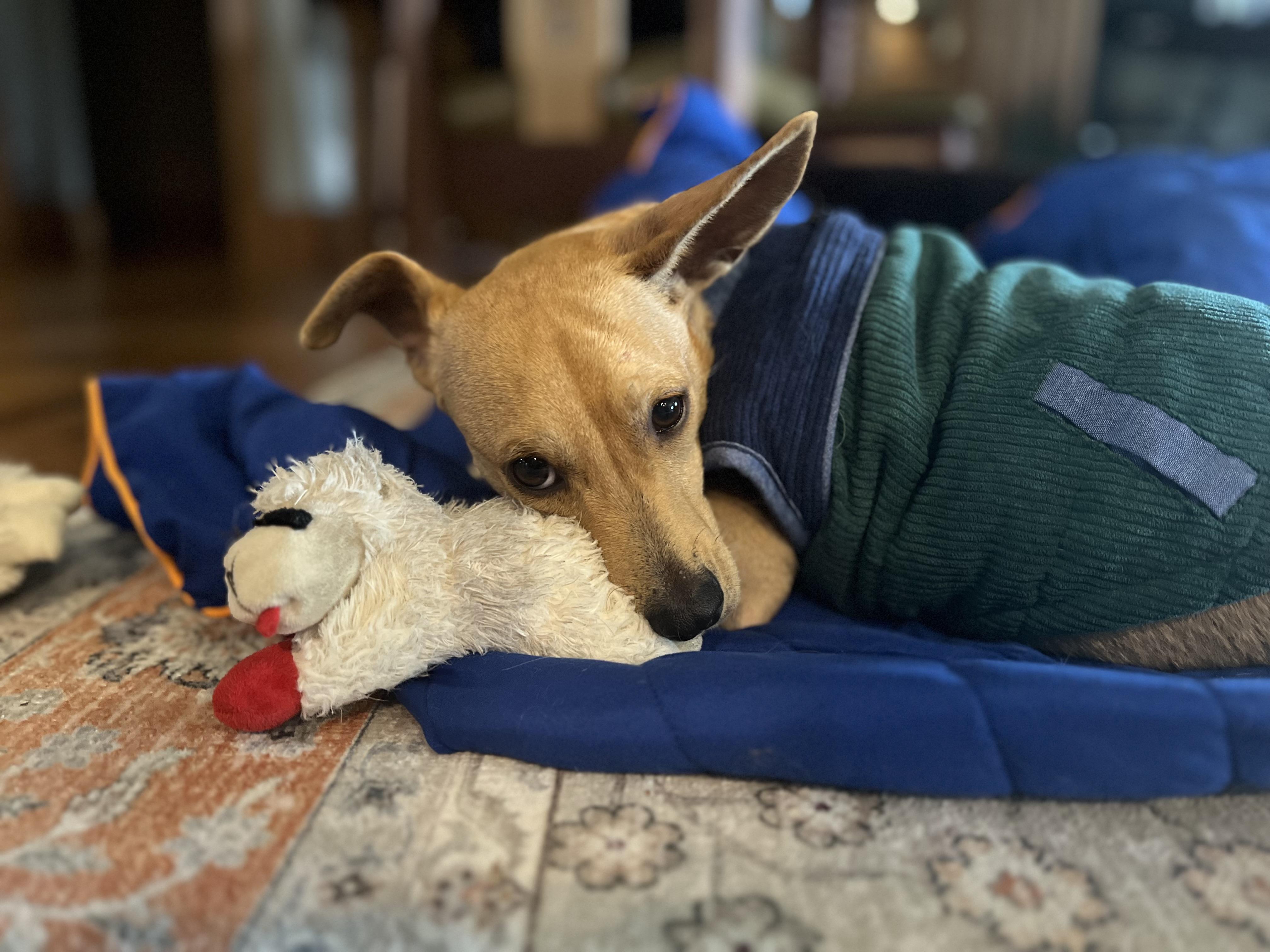 Enlarge Mateo, an adopted mixed breed in Albion, NY image 4/4