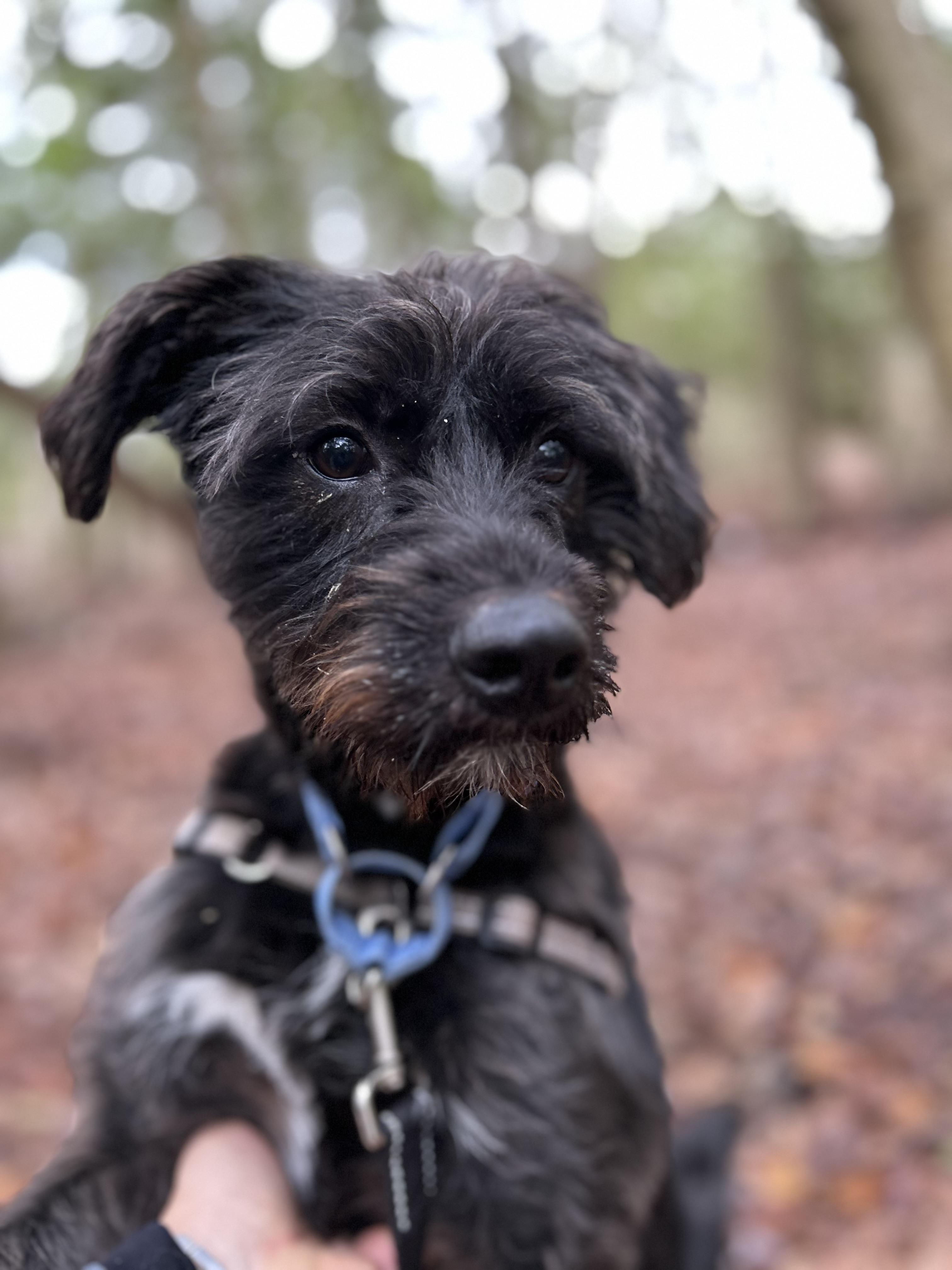 Enlarge Oreo, a Adoptable mixed breed in Ocean View, NJ image 4/4