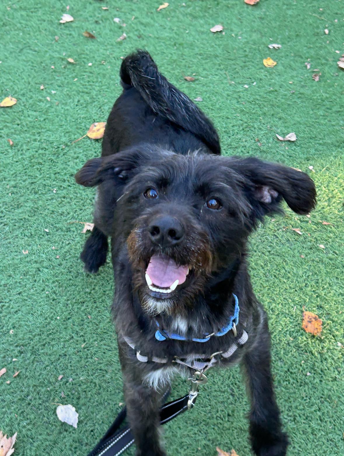 Oreo, Adoptable, Young Male Miniature Poodle & Terrier.