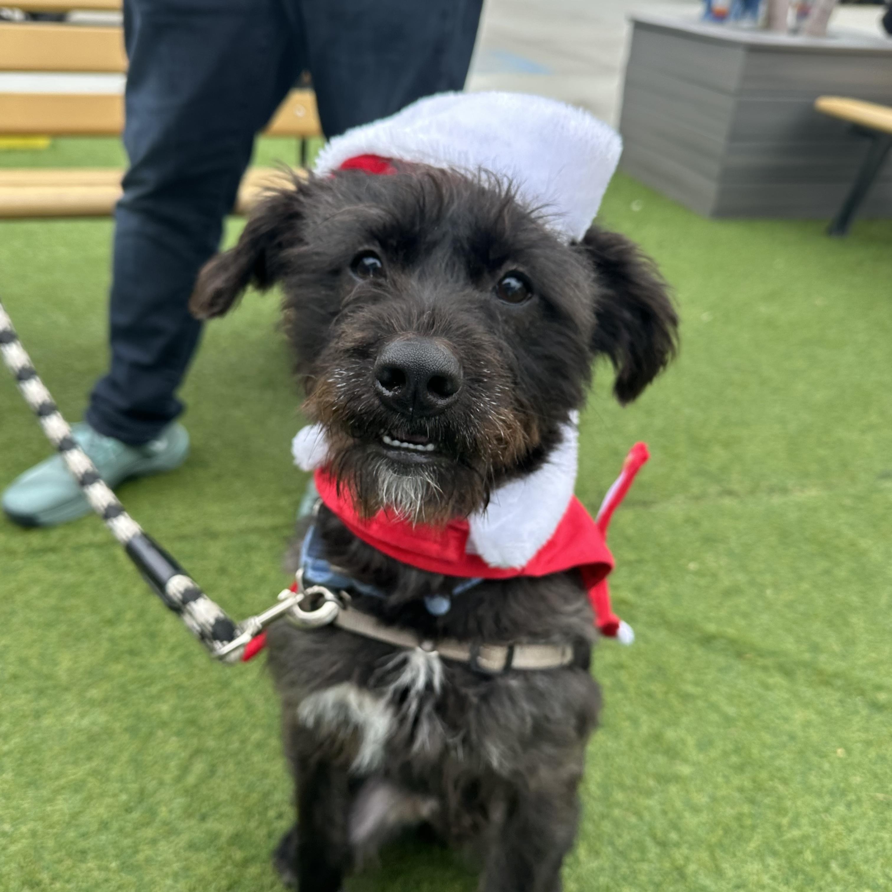 Enlarge Oreo, a Adoptable mixed breed in Ocean View, NJ image 3/4