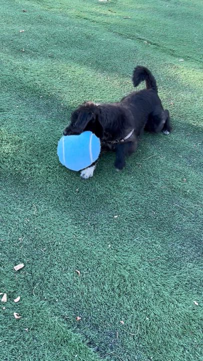 Enlarge Oreo, a Adoptable mixed breed in Ocean View, NJ video 2/4