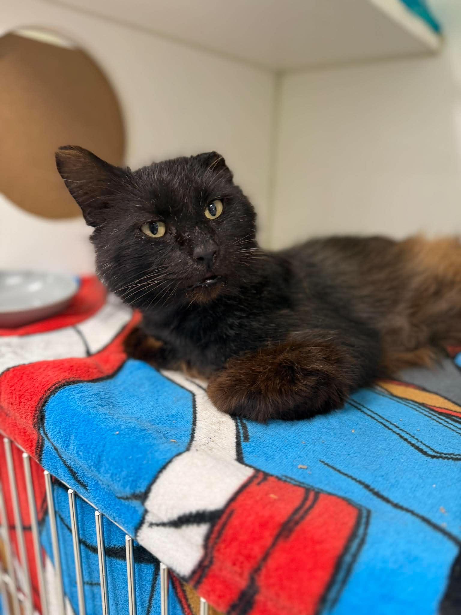 Cedar, ADOPTABLE, Adult Male Domestic Medium Hair.
