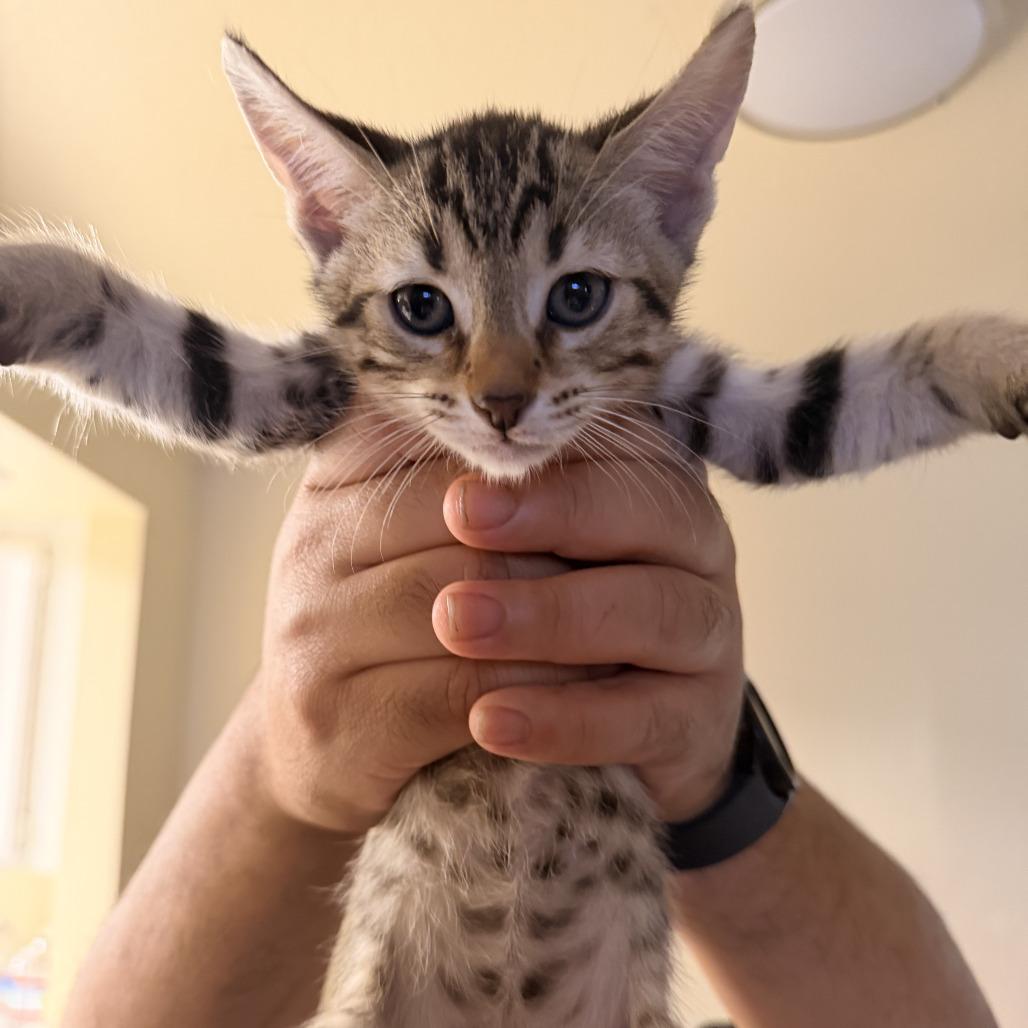 Enlarge Oliver, a Adoptable Domestic Short Hair in Vallejo, CA image 3/5