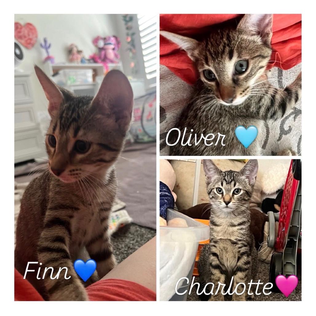 Enlarge Oliver, a Adoptable Domestic Short Hair in Vallejo, CA image 5/5