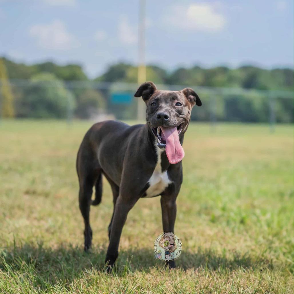 Amelia, a Adoptable Mixed Breed in Bartlett, TN image 1/6