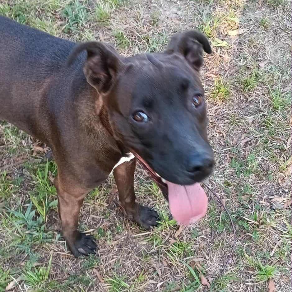 Amelia, a Adoptable Mixed Breed in Bartlett, TN image 2/6