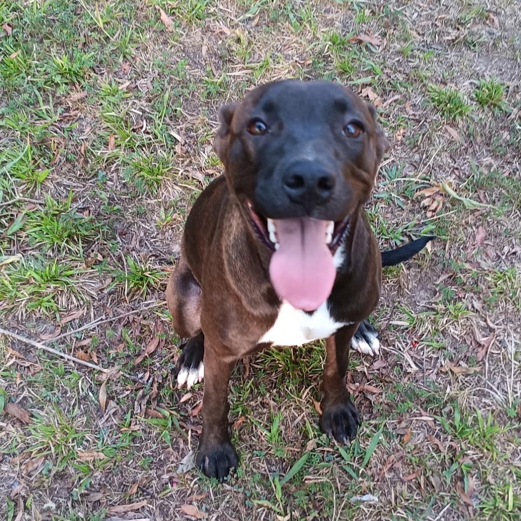 Amelia, a Adoptable Mixed Breed in Bartlett, TN image 4/6