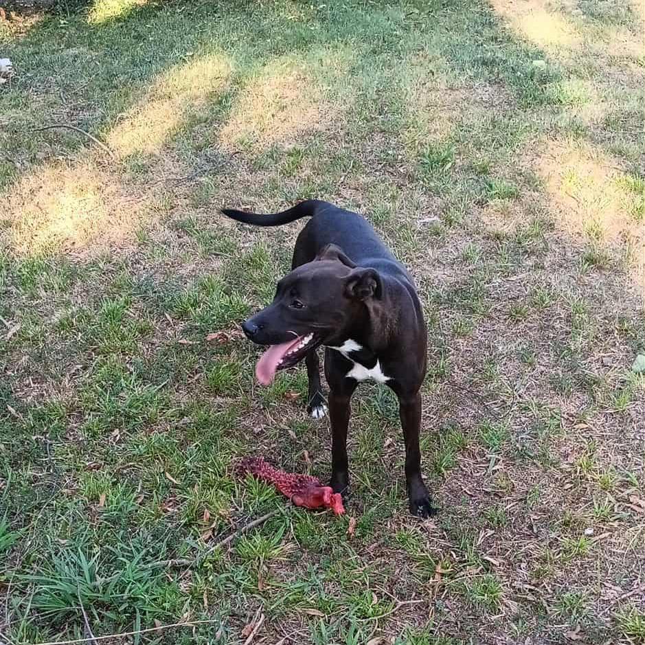 Amelia, a Adoptable Mixed Breed in Bartlett, TN image 5/6