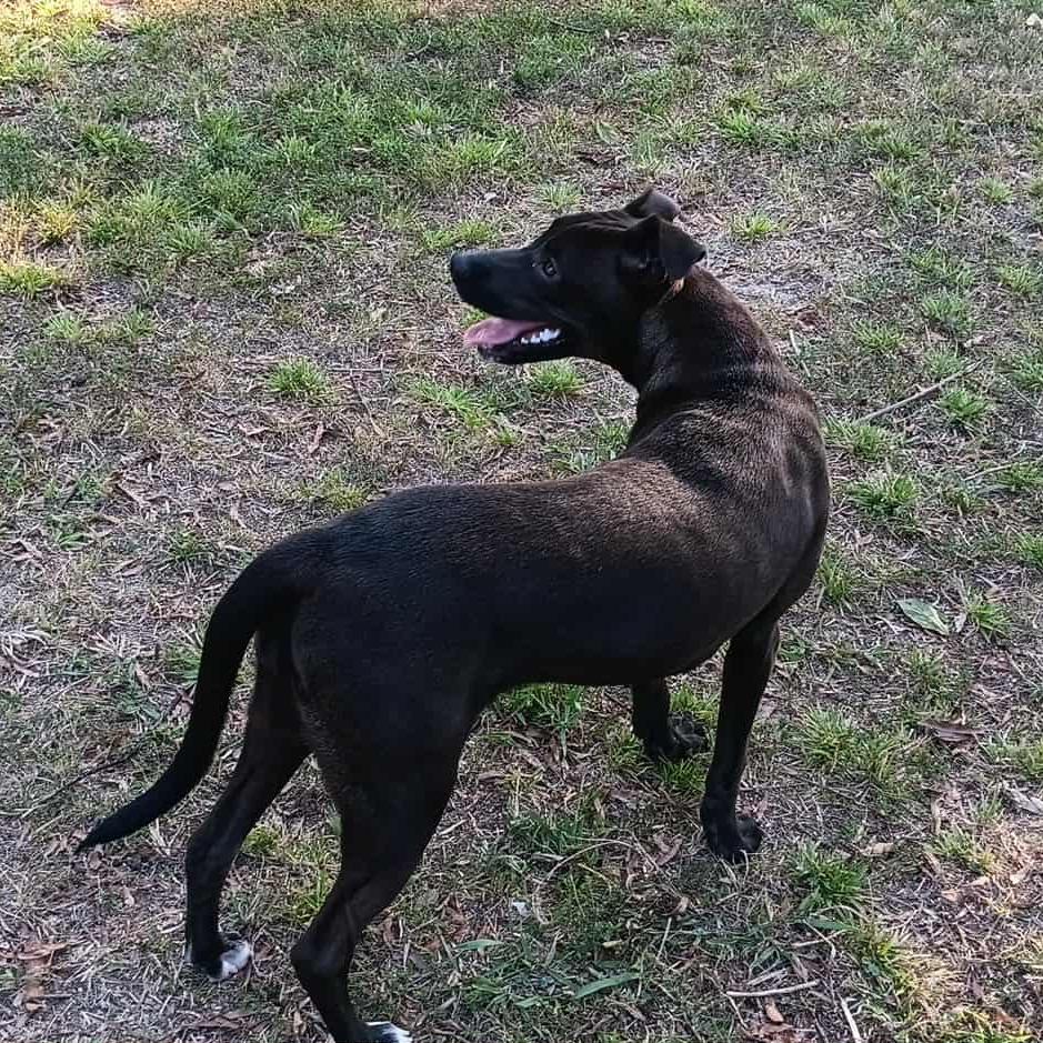 Amelia, a Adoptable Mixed Breed in Bartlett, TN image 6/6