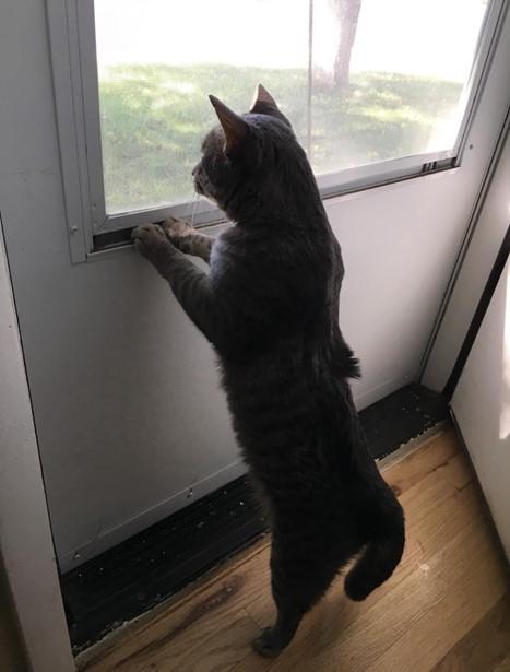 Beasty Boy, a ADOPTABLE Domestic Short Hair in Denver, CO image 3/4