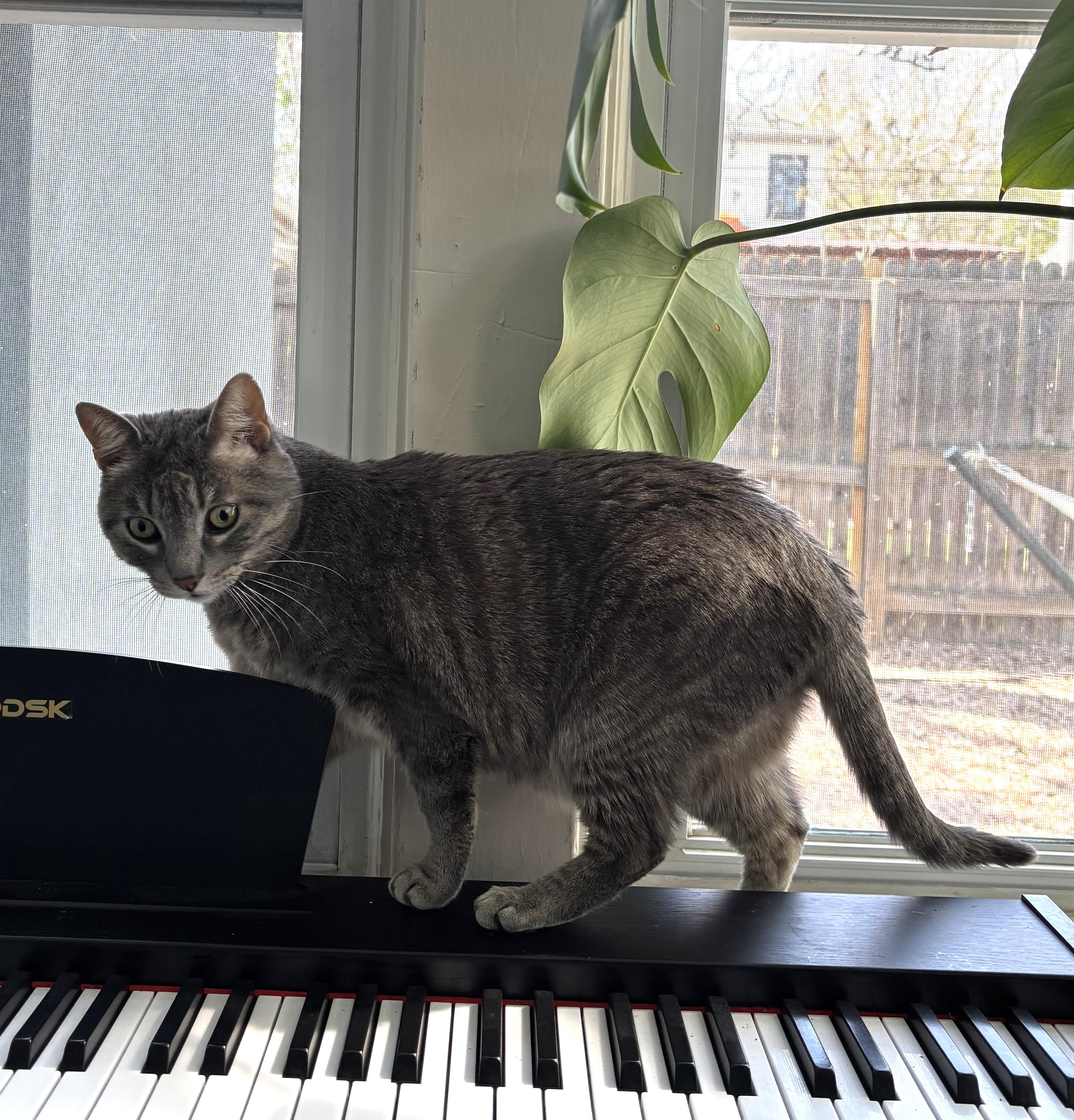 Beasty Boy, a ADOPTABLE Domestic Short Hair in Denver, CO image 2/4
