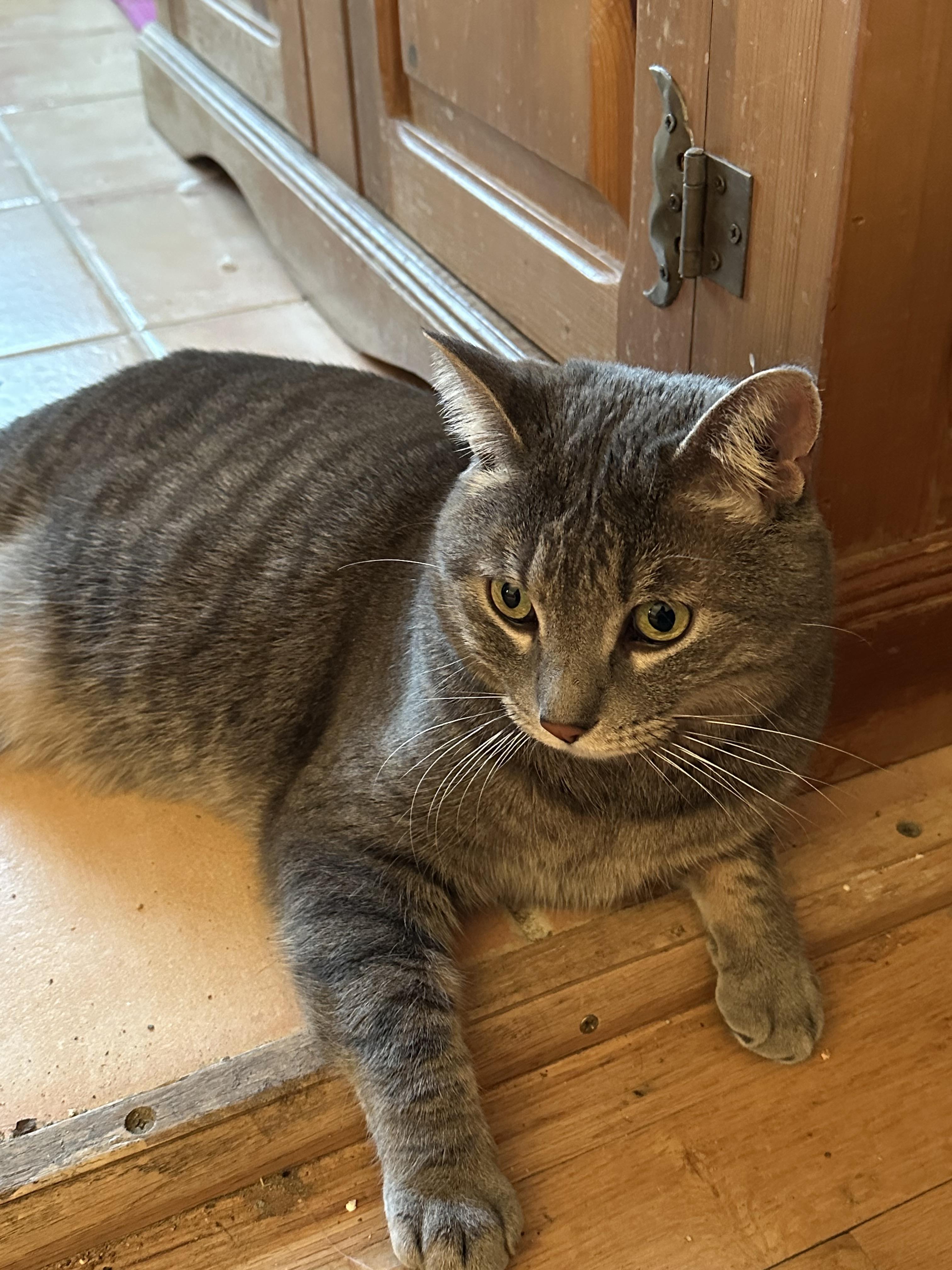 Beasty Boy, a ADOPTABLE Domestic Short Hair in Denver, CO image 4/4