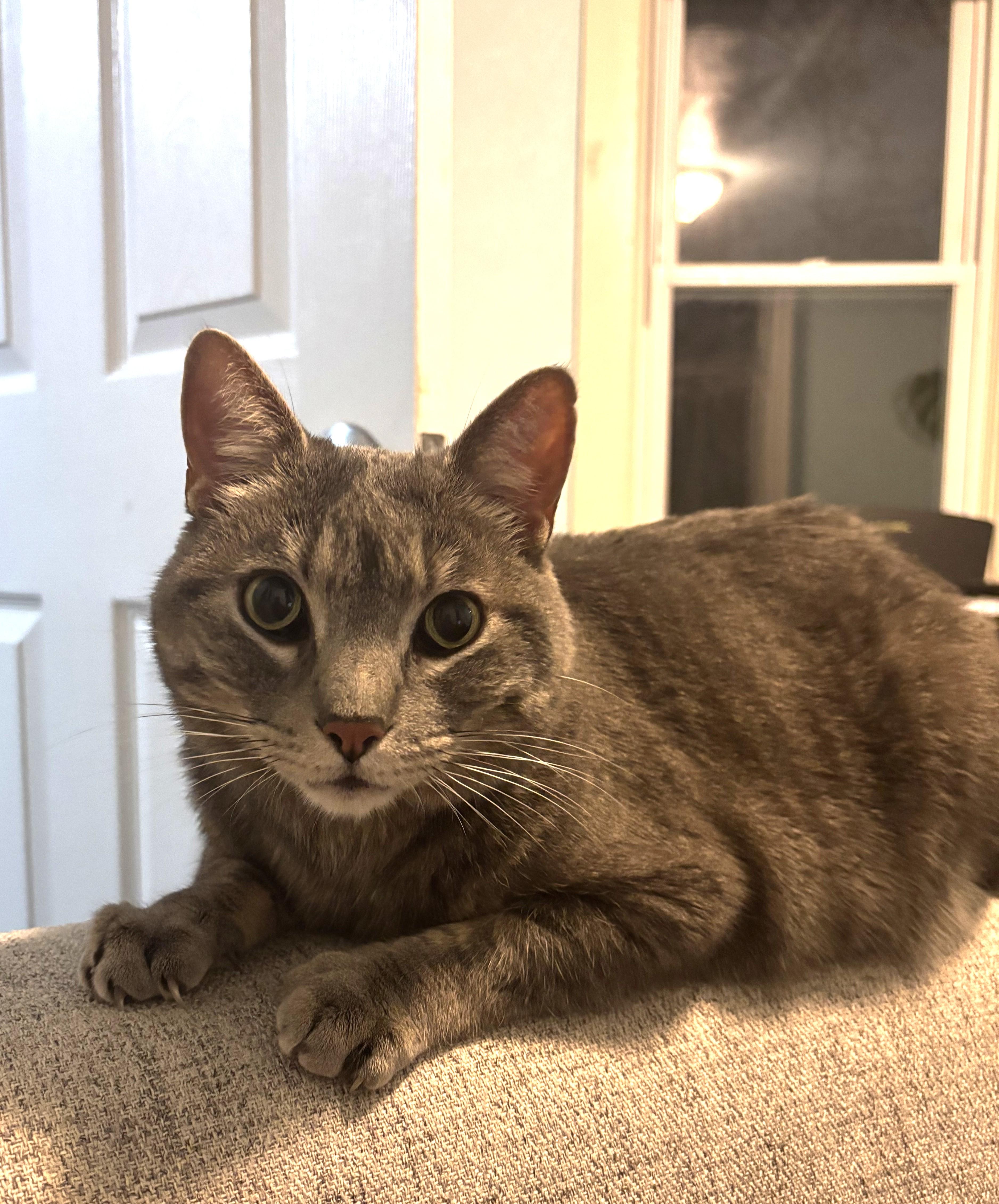 Beasty Boy, a ADOPTABLE Domestic Short Hair in Denver, CO image 1/4