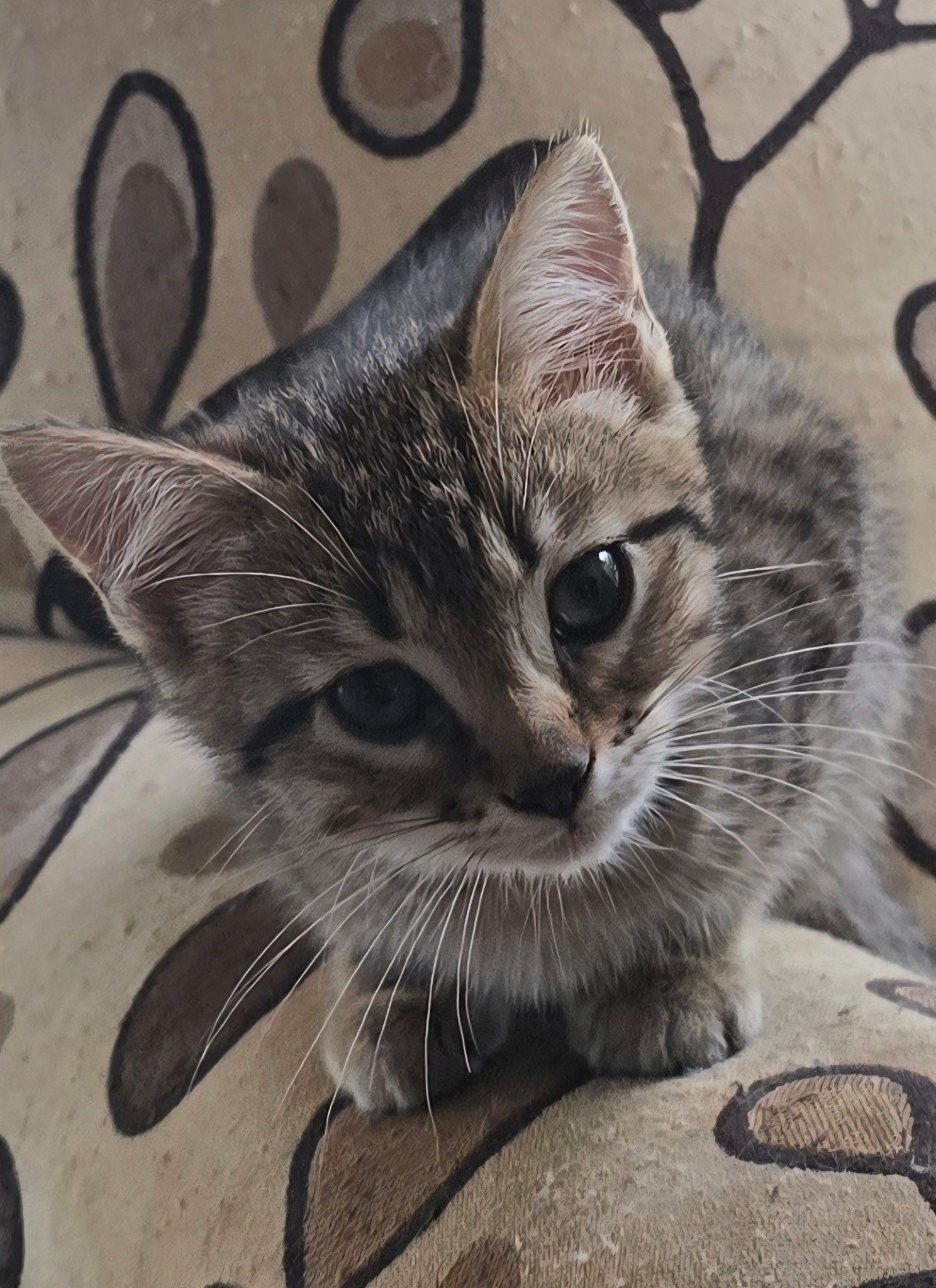 Erowyn, Adopted, Kitten Female Domestic Short Hair.