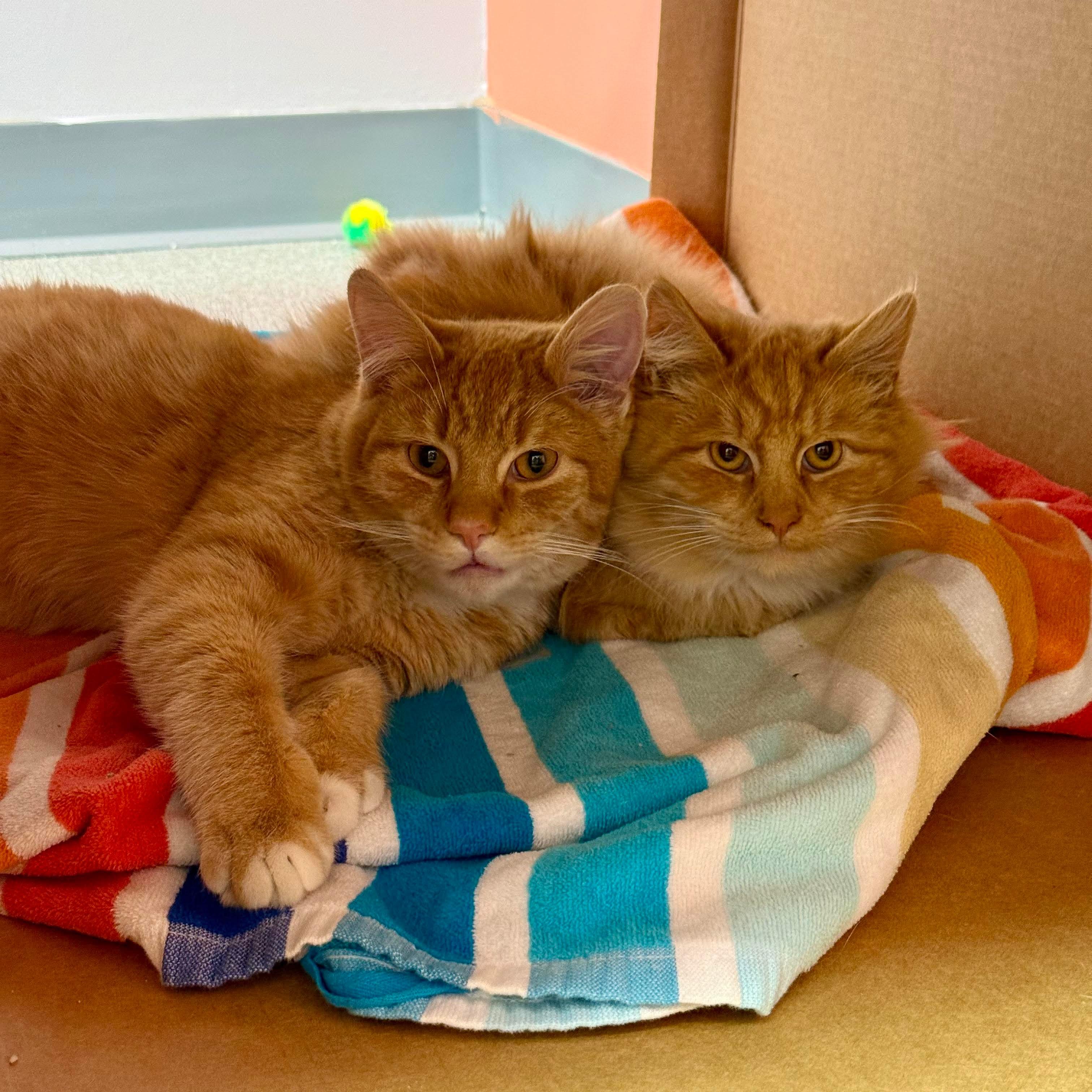 Enlarge Arthur, an adopted Domestic Short Hair in Louisville, OH image 1/5