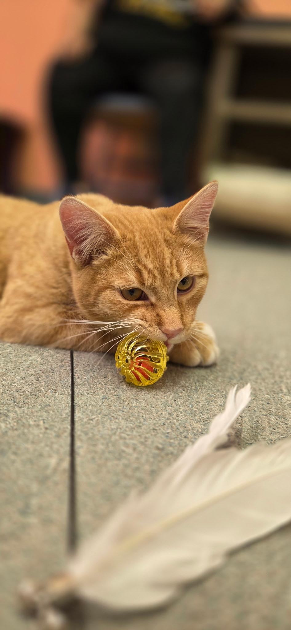 Enlarge Arthur, an adopted Domestic Short Hair in Louisville, OH image 2/5