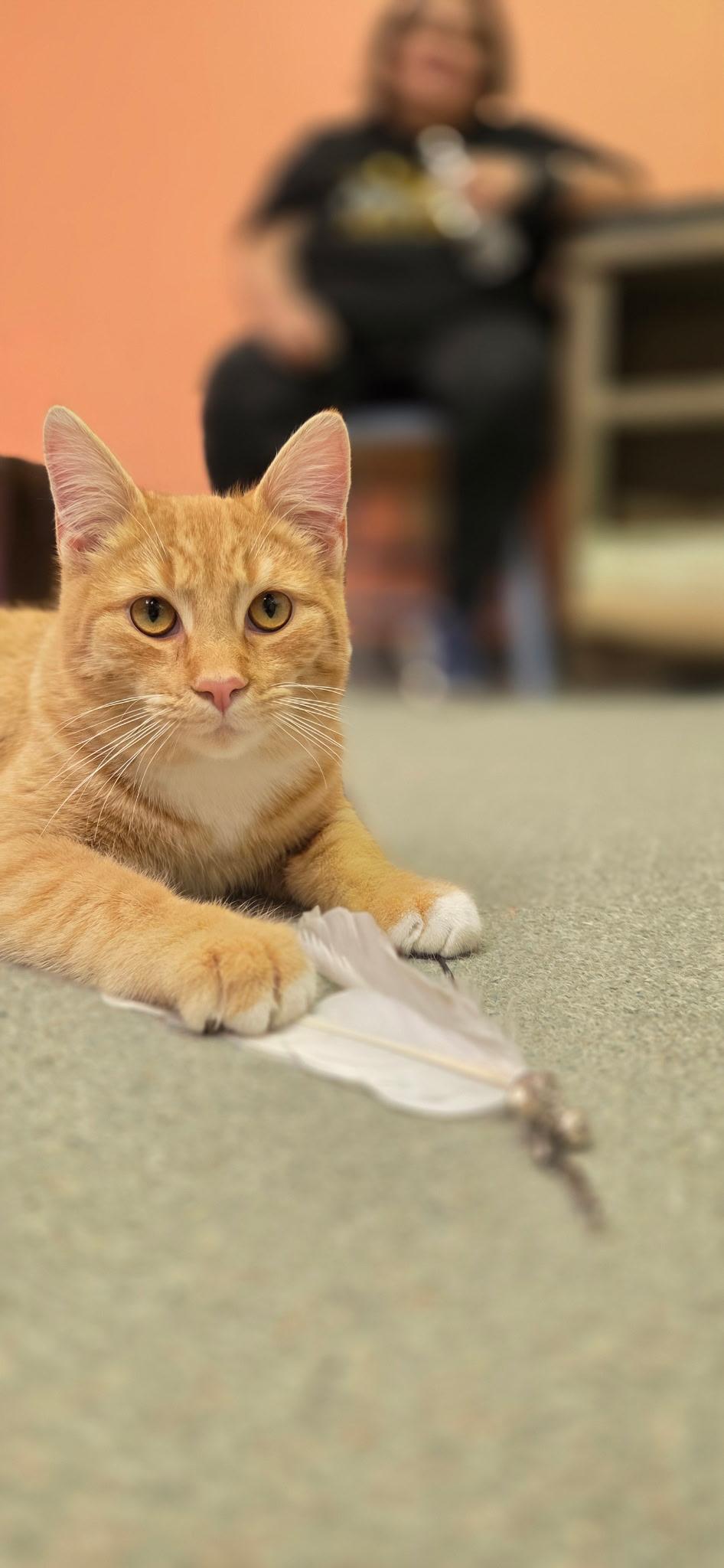 Enlarge Arthur, an adopted Domestic Short Hair in Louisville, OH image 3/5