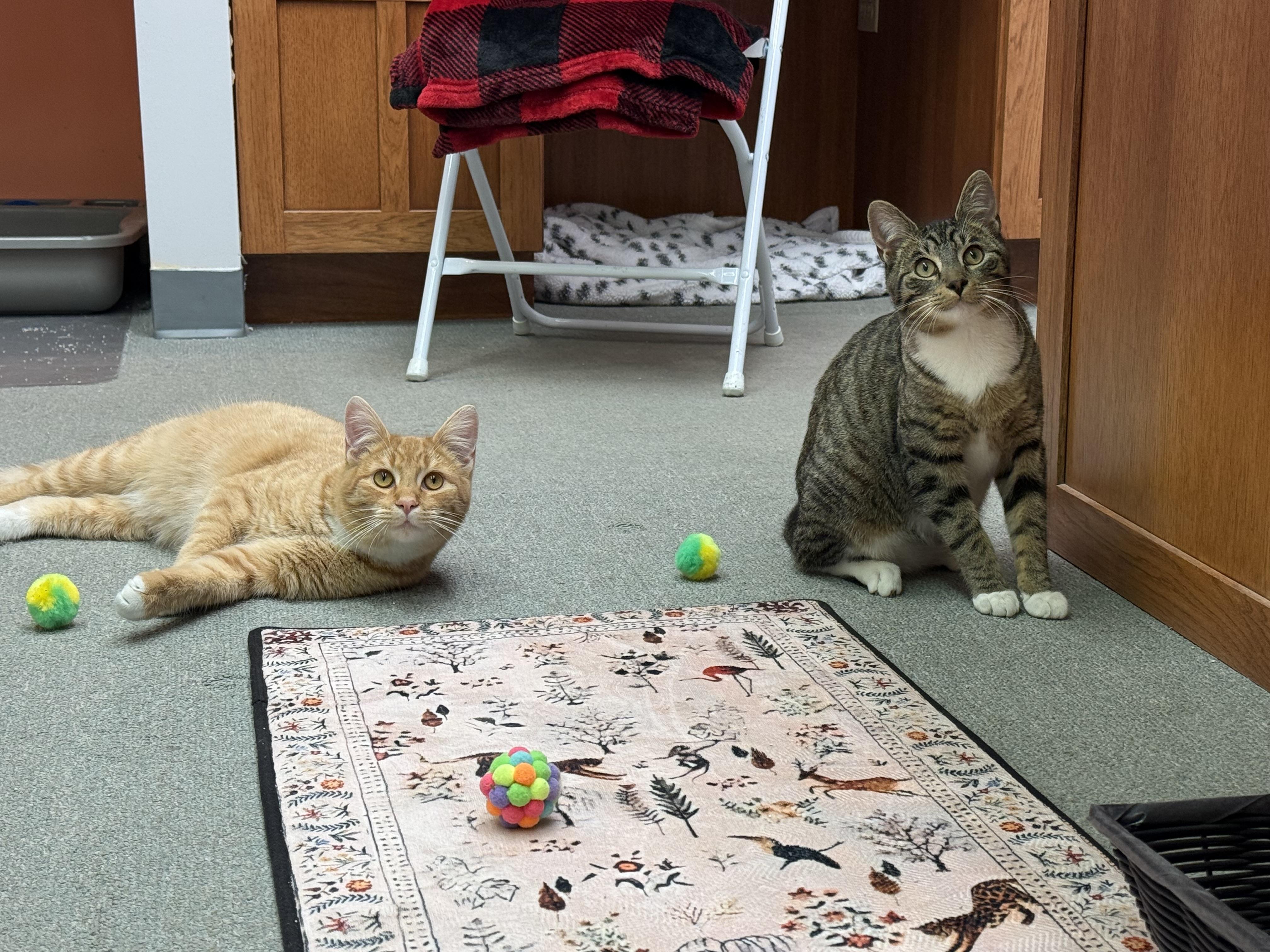 Enlarge Arthur, an adopted Domestic Short Hair in Louisville, OH image 4/5