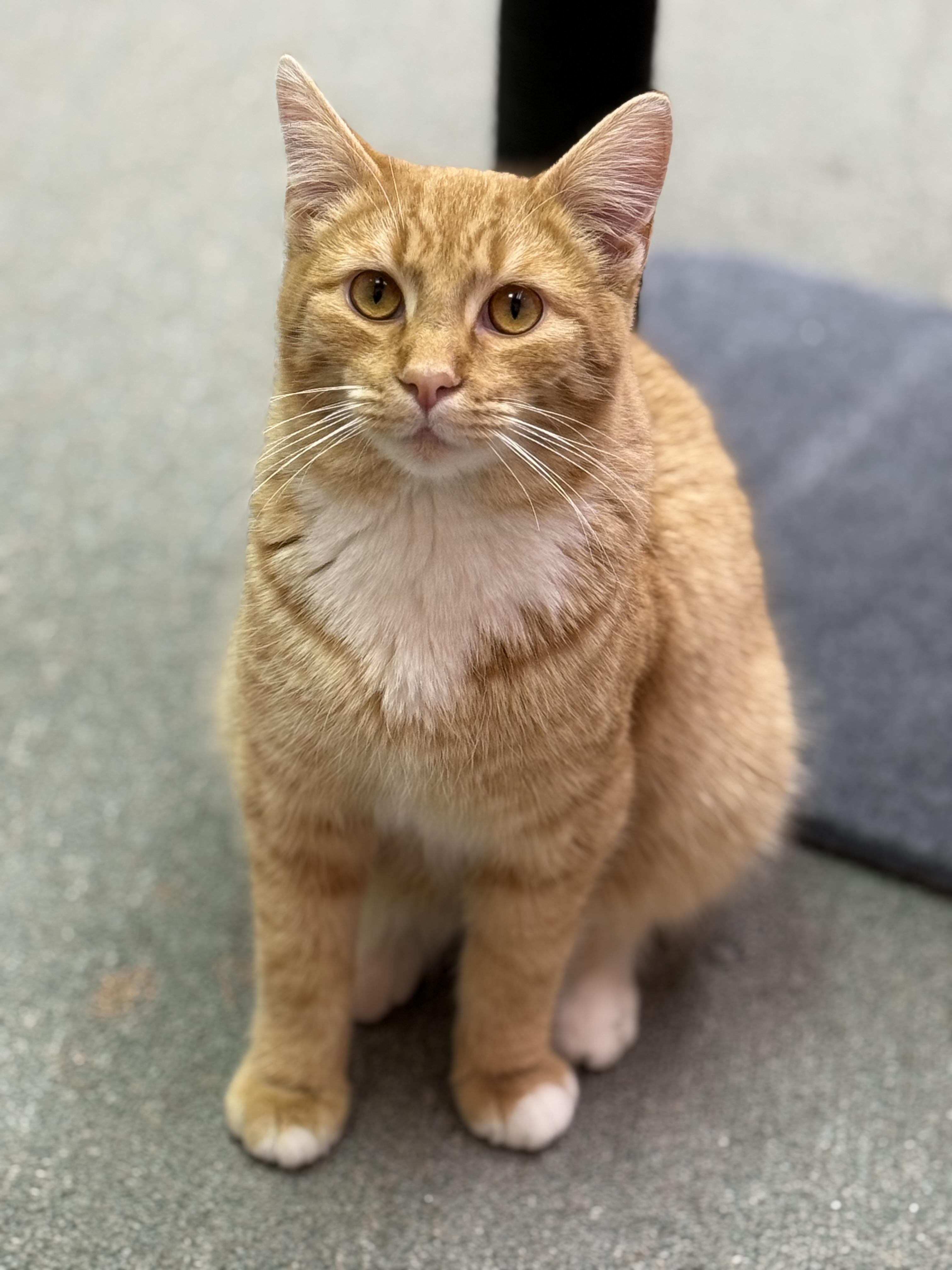 Enlarge Arthur, an adopted Domestic Short Hair in Louisville, OH image 5/5