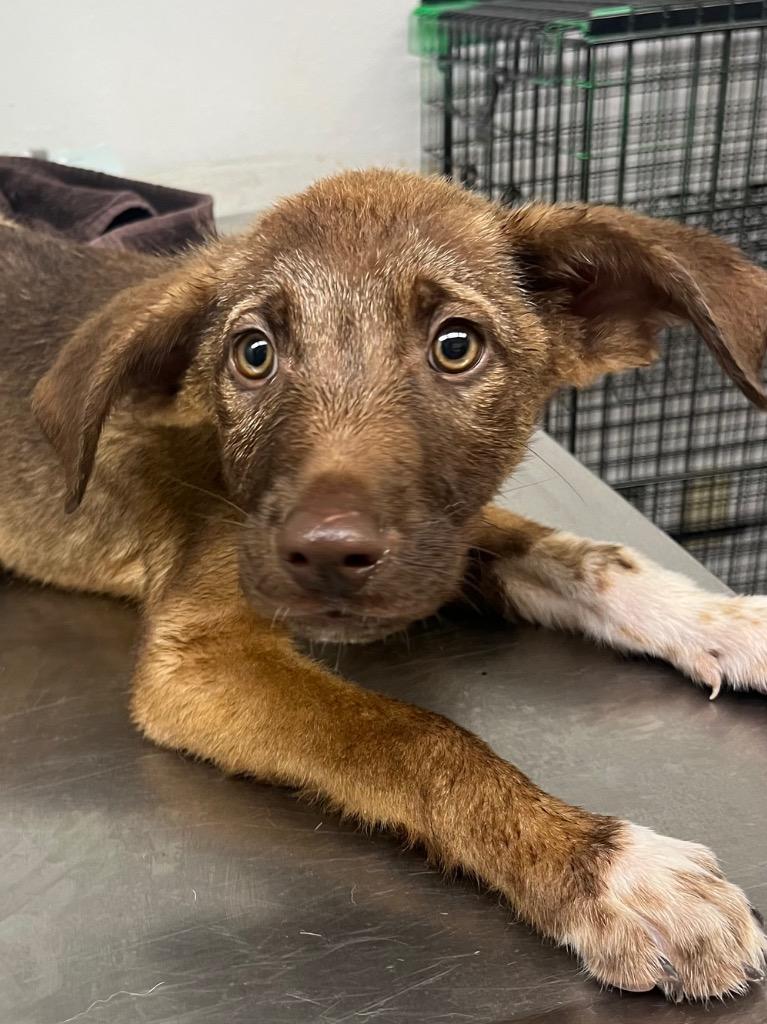 Mayor, Adoptable, Puppy Male Mixed Breed.