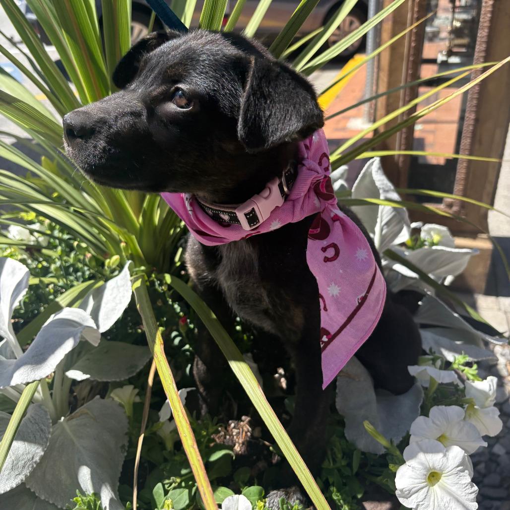 Roca, Adoptable, Puppy Female Black Labrador Retriever & Australian Cattle Dog / Blue Heeler.