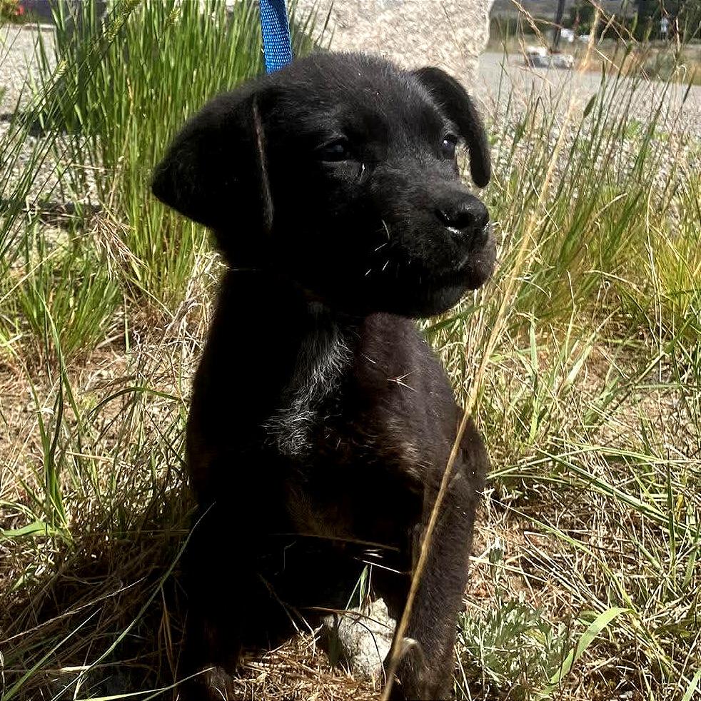 Roca, Adoptable, Puppy Female Black Labrador Retriever & Australian Cattle Dog / Blue Heeler.
