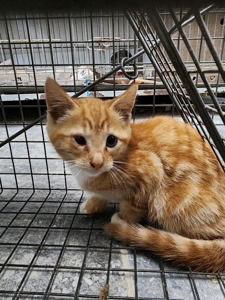 David, Adoptable, Kitten Male Domestic Short Hair.