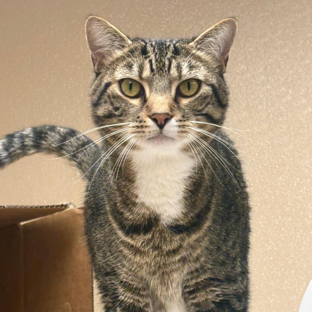 Freddie, Adoptable, Adult Male Domestic Short Hair.