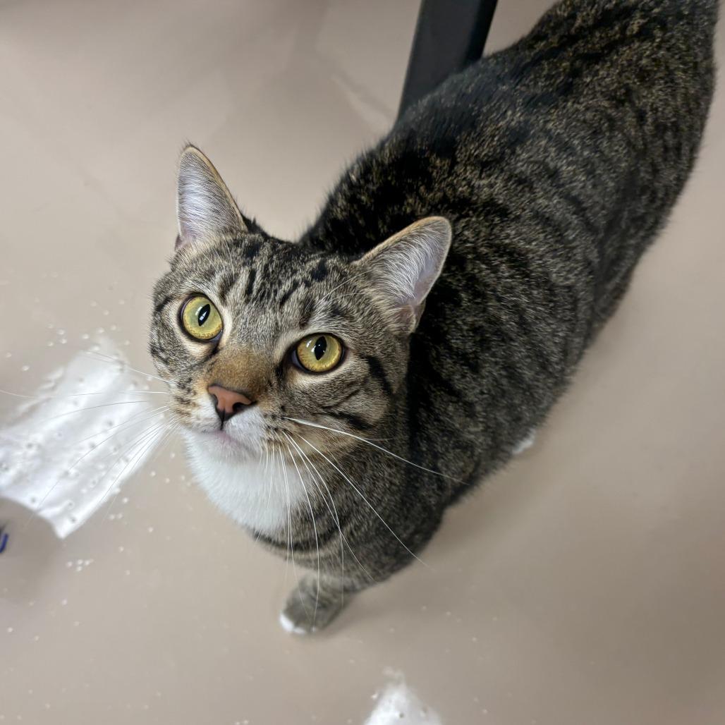 Enlarge Freddie, a Adoptable Domestic Short Hair in Mebane, NC image 2/6