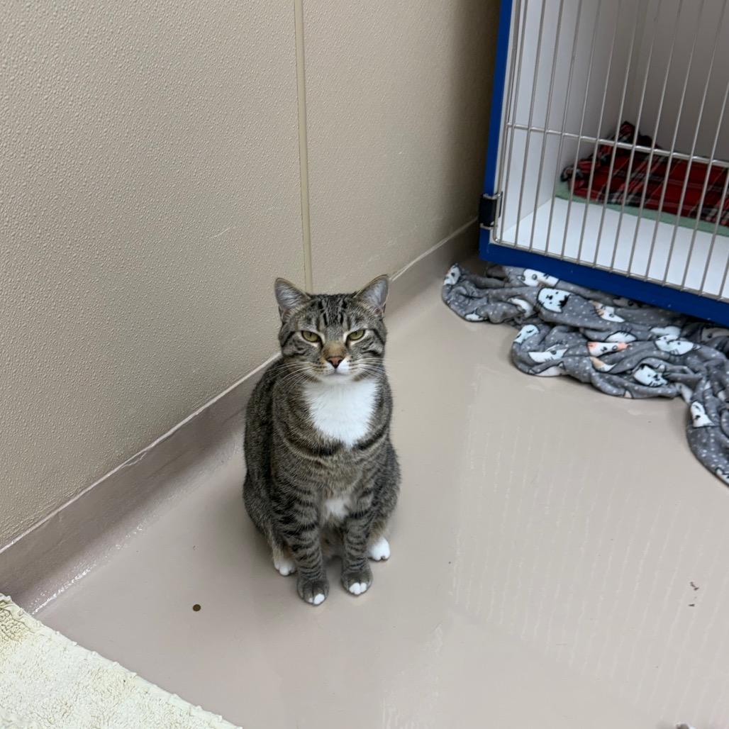 Enlarge Freddie, a Adoptable Domestic Short Hair in Mebane, NC image 3/6