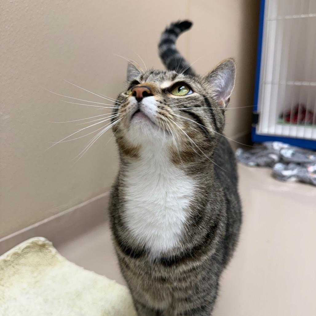Enlarge Freddie, a Adoptable Domestic Short Hair in Mebane, NC image 4/6