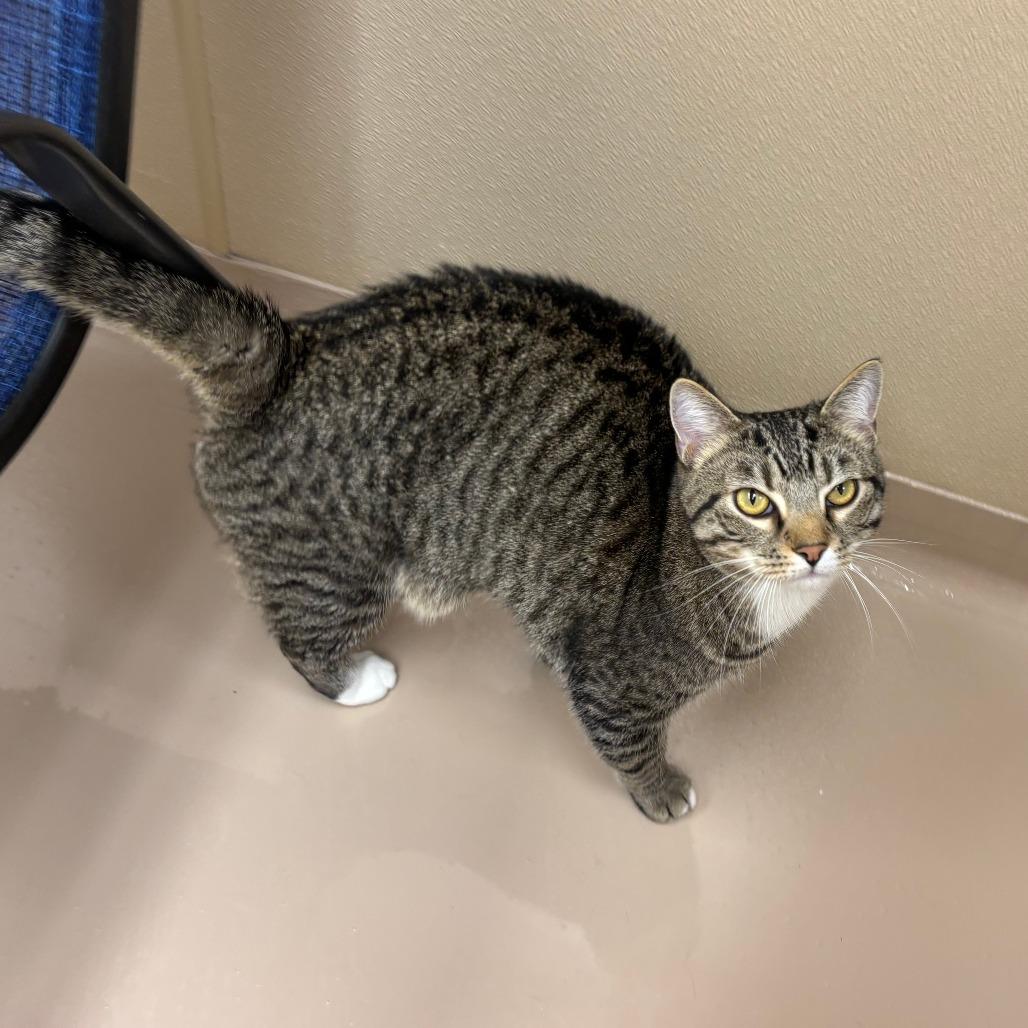 Enlarge Freddie, a Adoptable Domestic Short Hair in Mebane, NC image 5/6