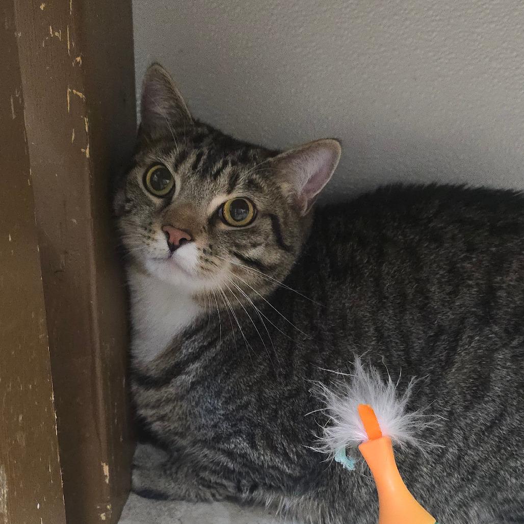 Enlarge Freddie, a Adoptable Domestic Short Hair in Mebane, NC image 6/6