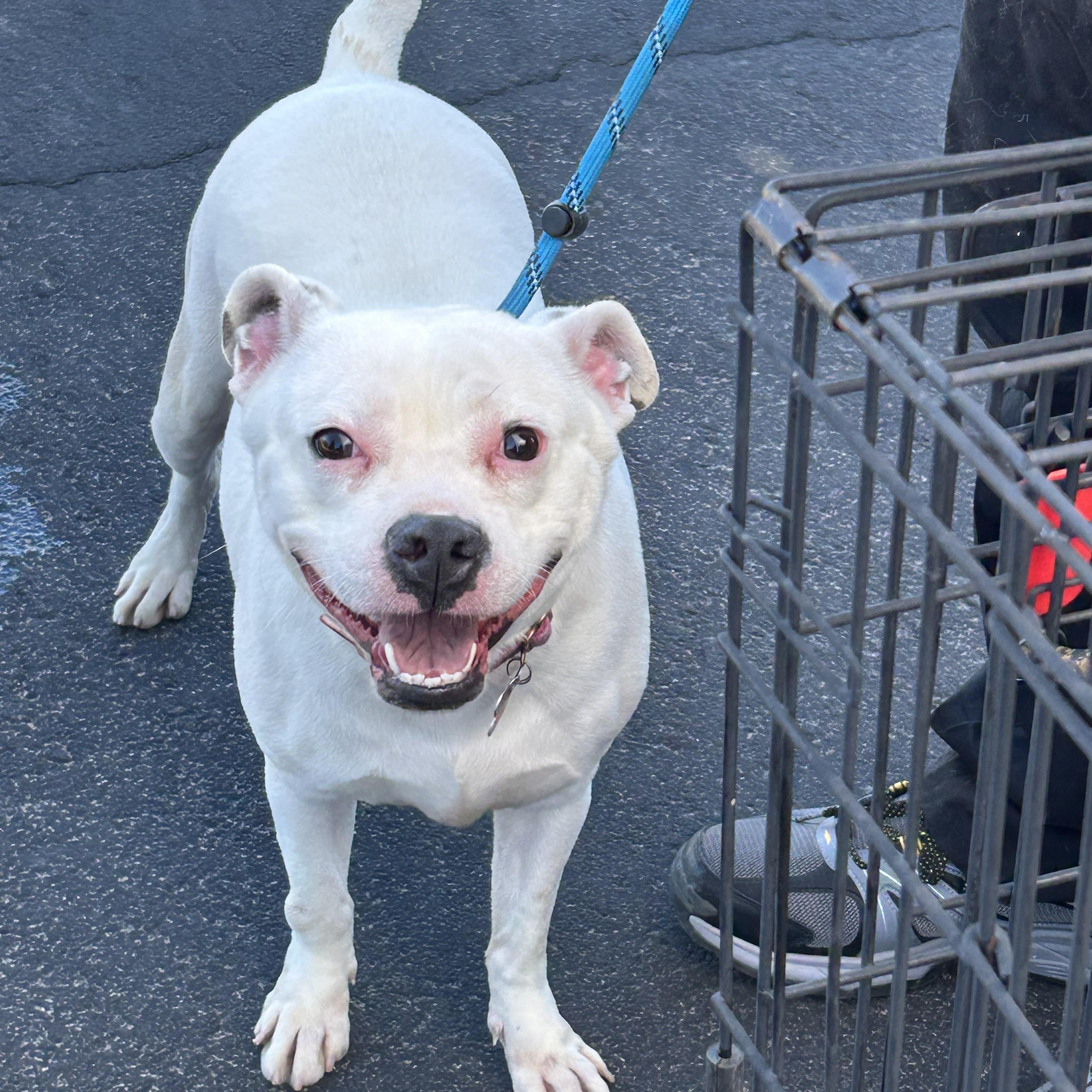 Alba, ADOPTABLE, Young Female American Bully.