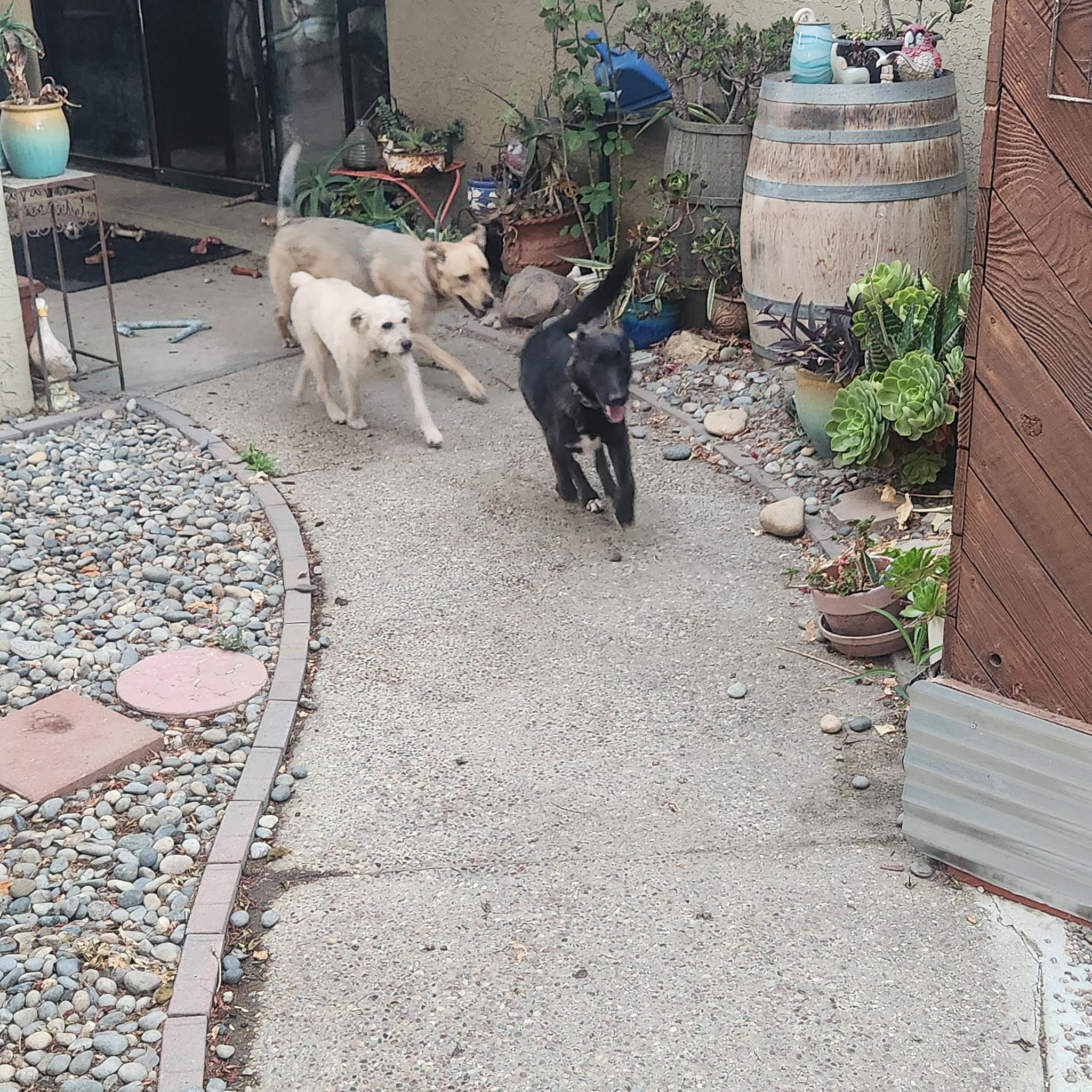 Addison, a Adopted mixed breed in Hollister, CA image 1/6