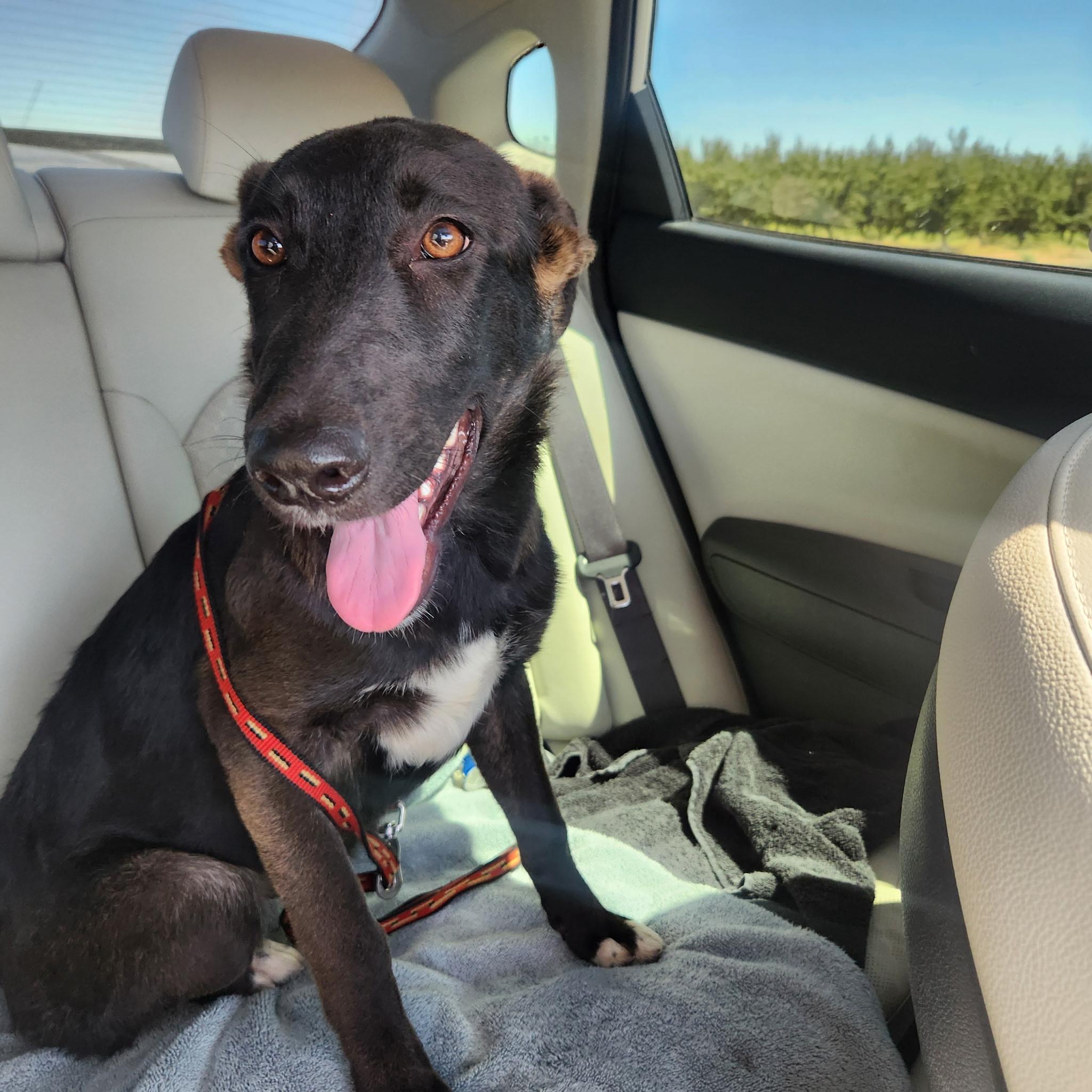 Addison, a Adopted mixed breed in Hollister, CA image 4/6