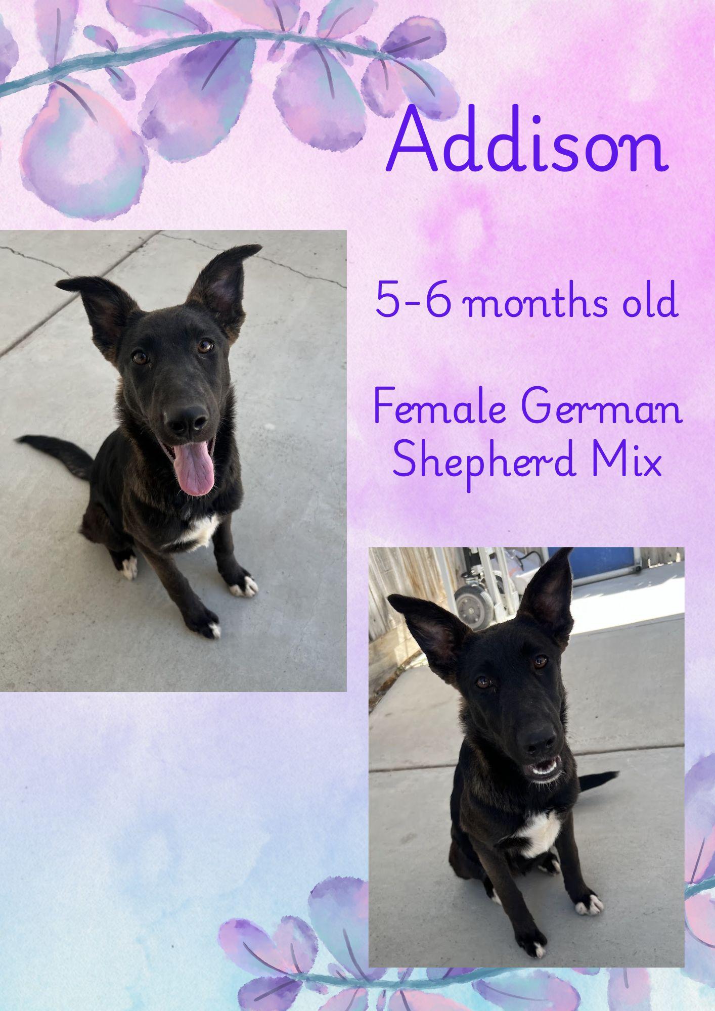 Addison, a Adopted mixed breed in Hollister, CA image 5/6