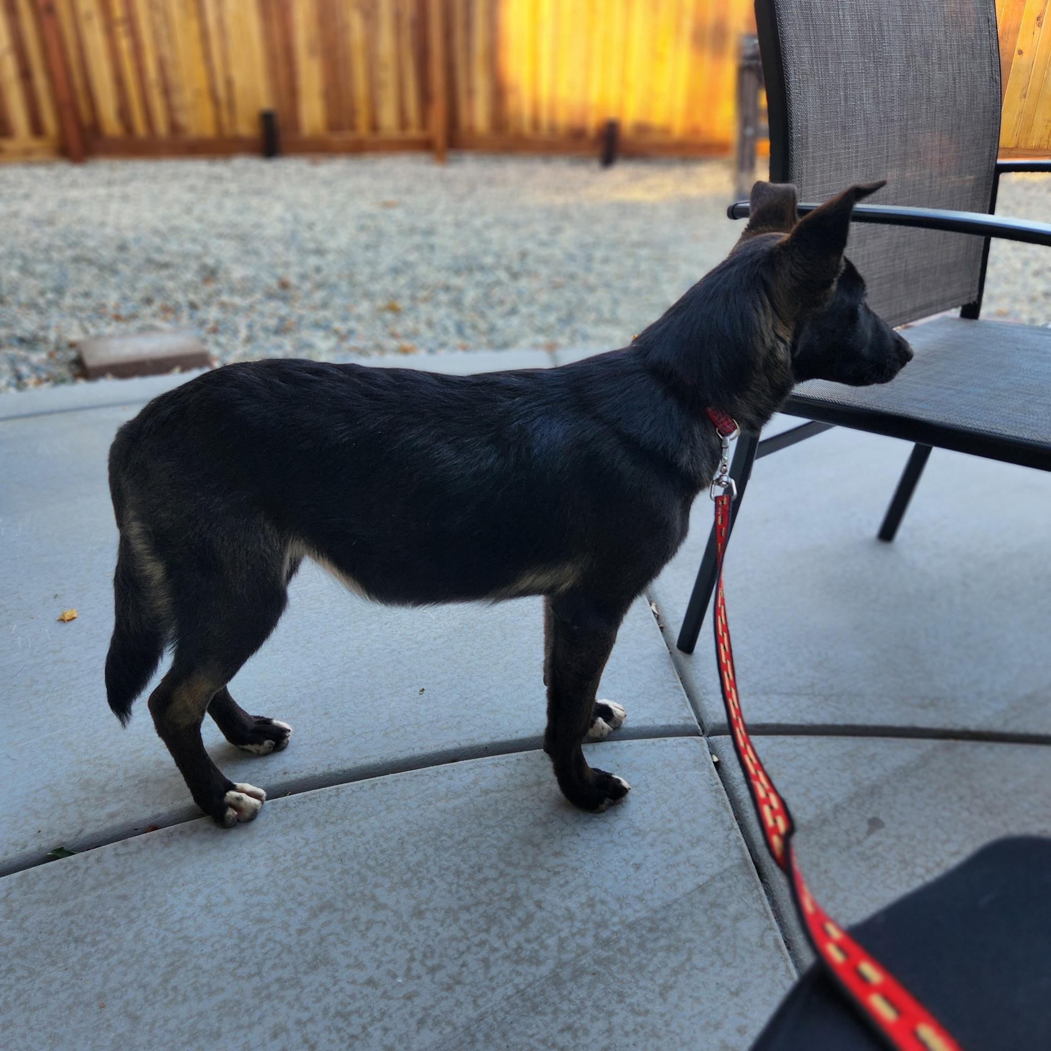 Addison, a Adopted mixed breed in Hollister, CA image 6/6