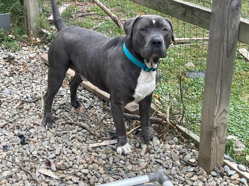 Lucky Loki, Adult Male American Staffordshire Terrier