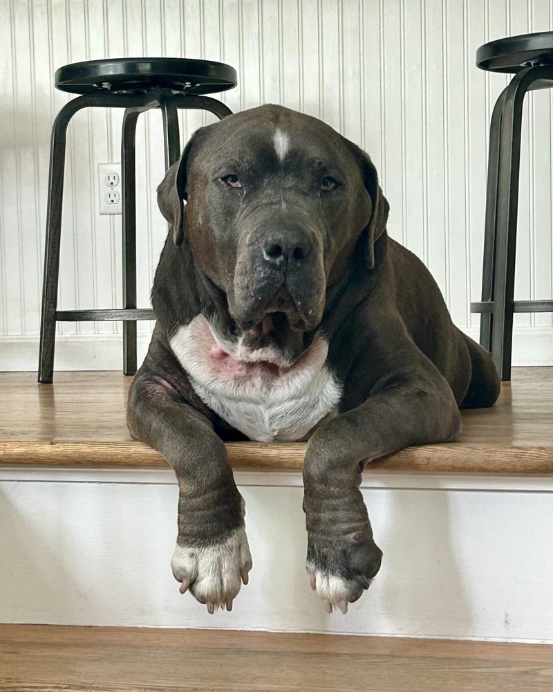 Lucky Loki, Adoptable, Adult Male American Staffordshire Terrier & American Bully.